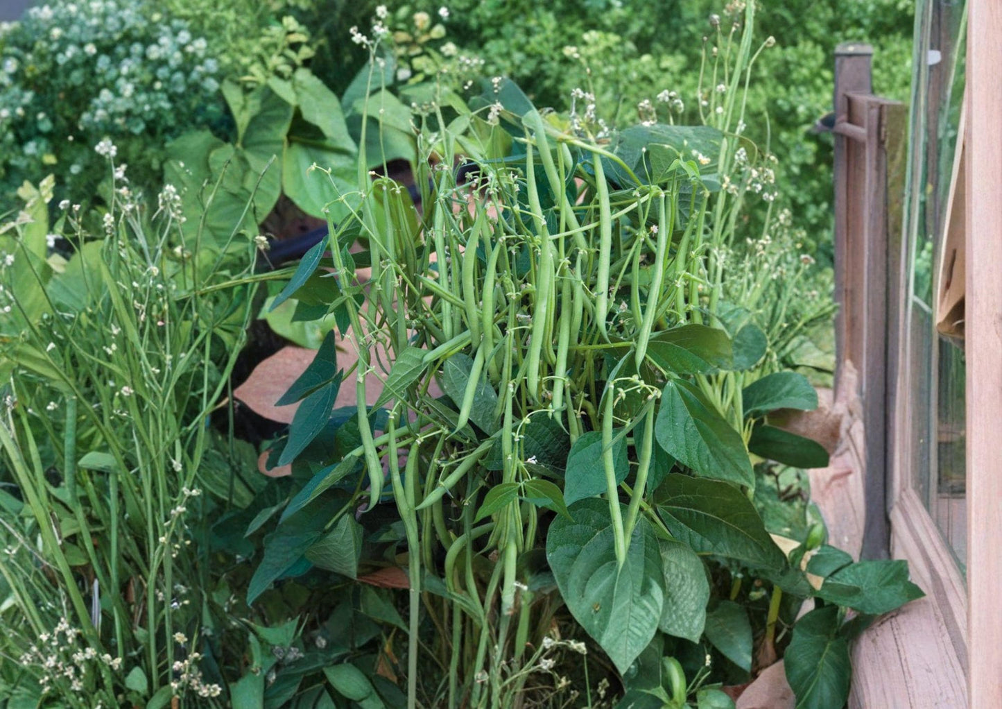 Petite Filet French Bean Seeds, Gourmet Haricot Vert, 50 Seeds, Phaseolus vulgaris - Bloom Haven Nursery