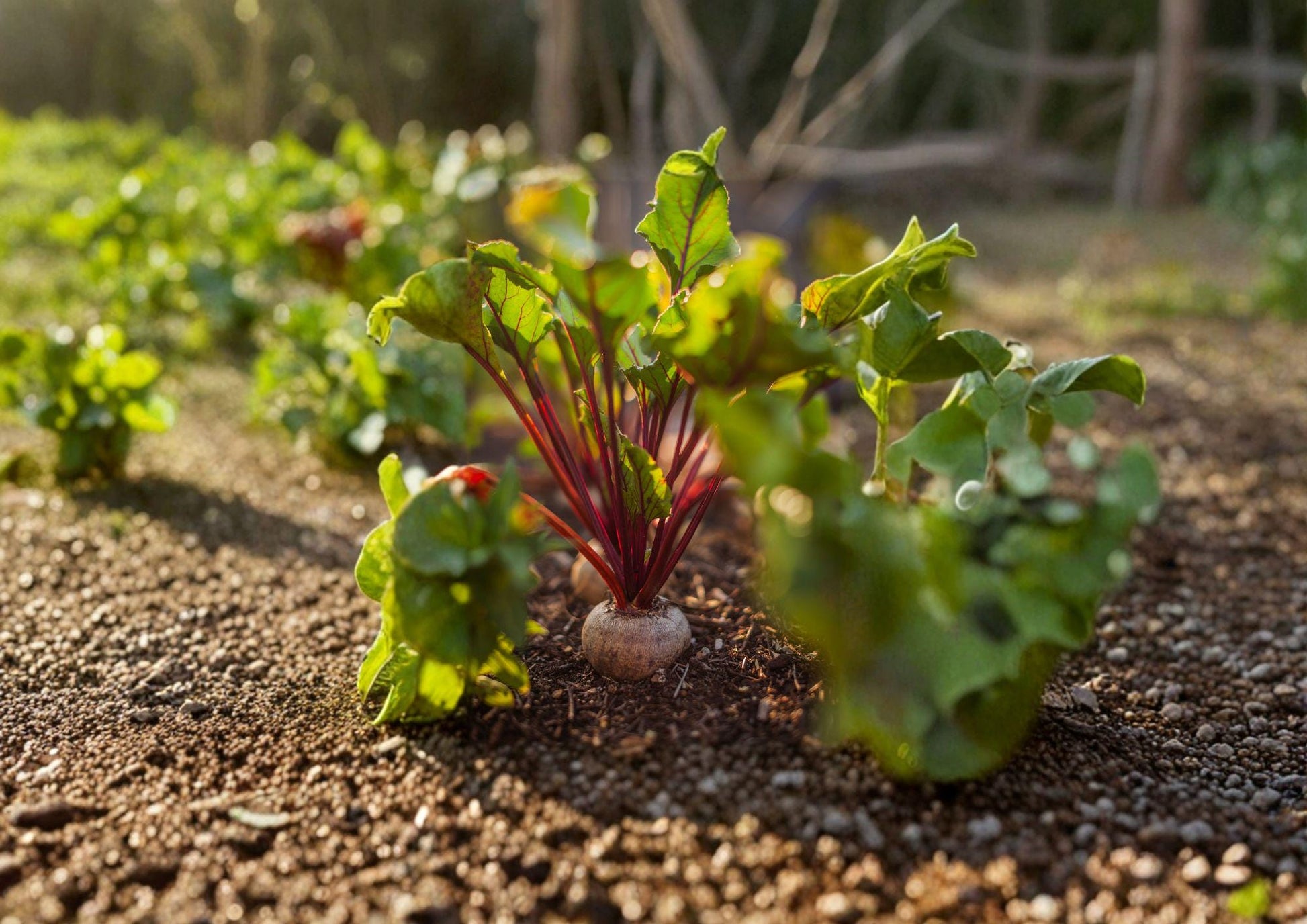 Detroit Dark Red Beet Seeds - 500 Heirloom Seeds, Sweet Flavor - Beta vulgaris