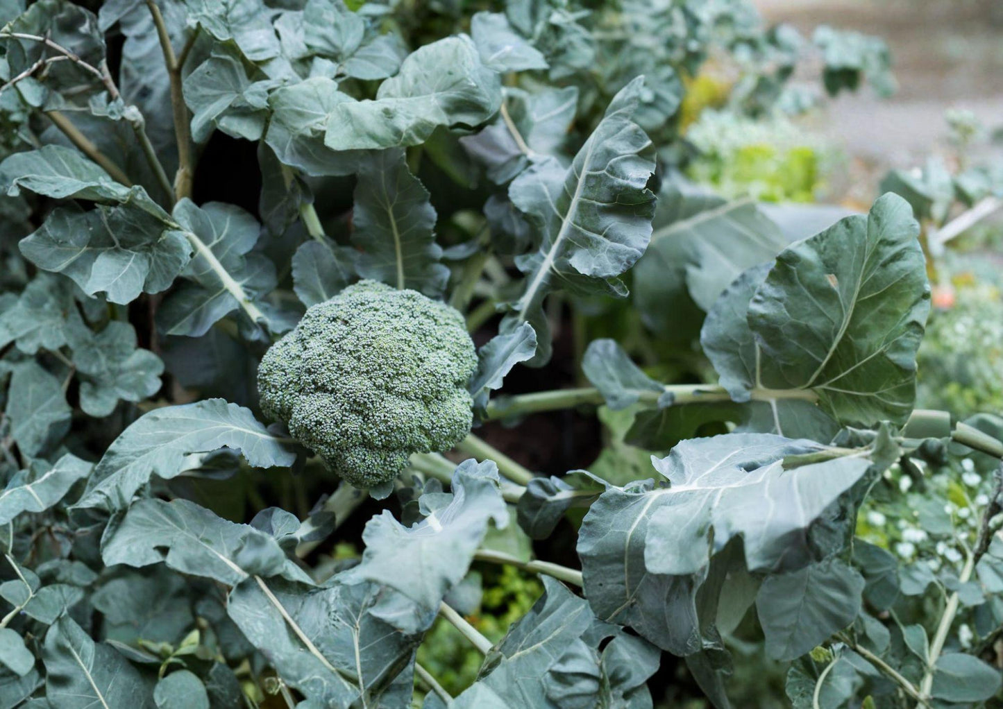 Waltham 29 Broccoli Seeds - 500 Heirloom Seeds, Cold Hardy, Fast Growing - Brassica oleracea