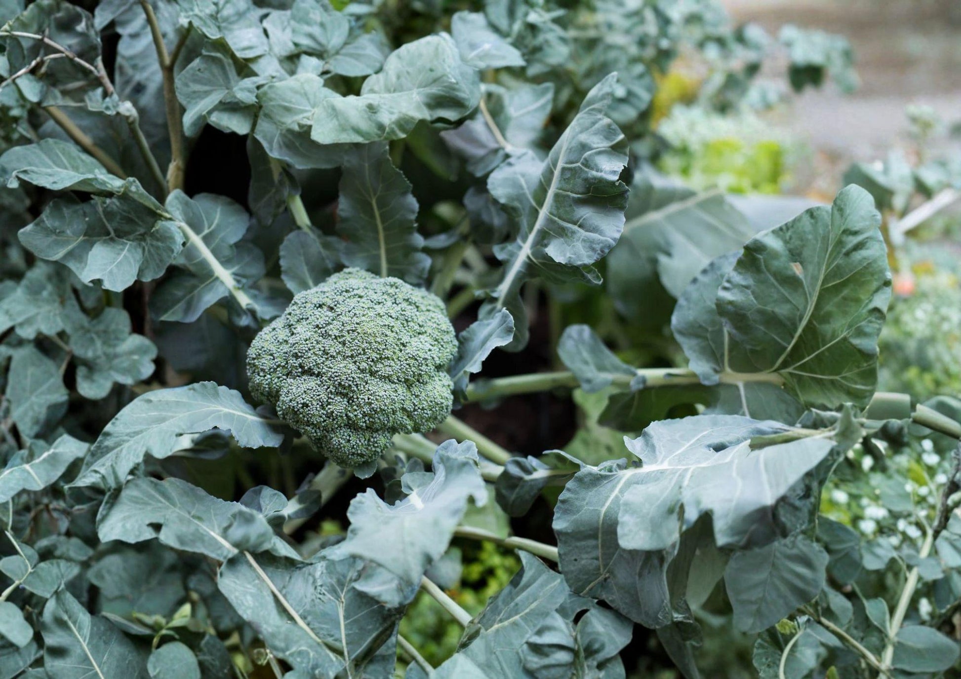 Waltham 29 Broccoli Seeds - 500 Heirloom Seeds, Cold Hardy, Fast Growing - Brassica oleracea