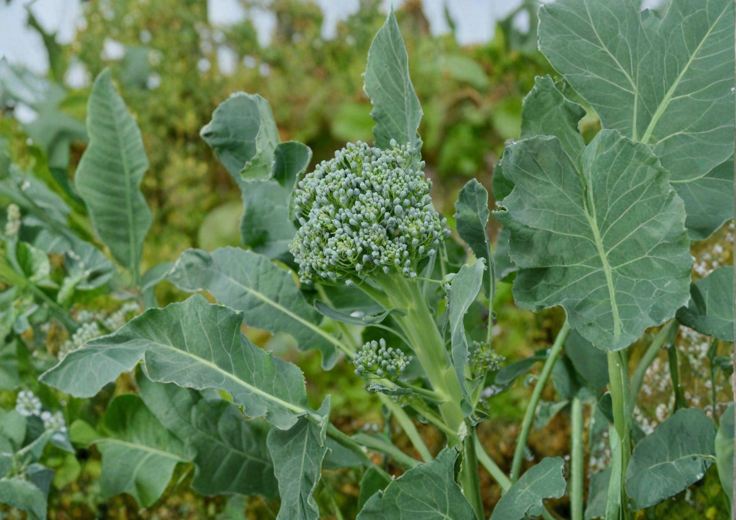 Calabrese Broccoli Seeds - 500 Seeds - Italian Heirloom Green Sprouting - Easy to Grow, Brassica oleracea