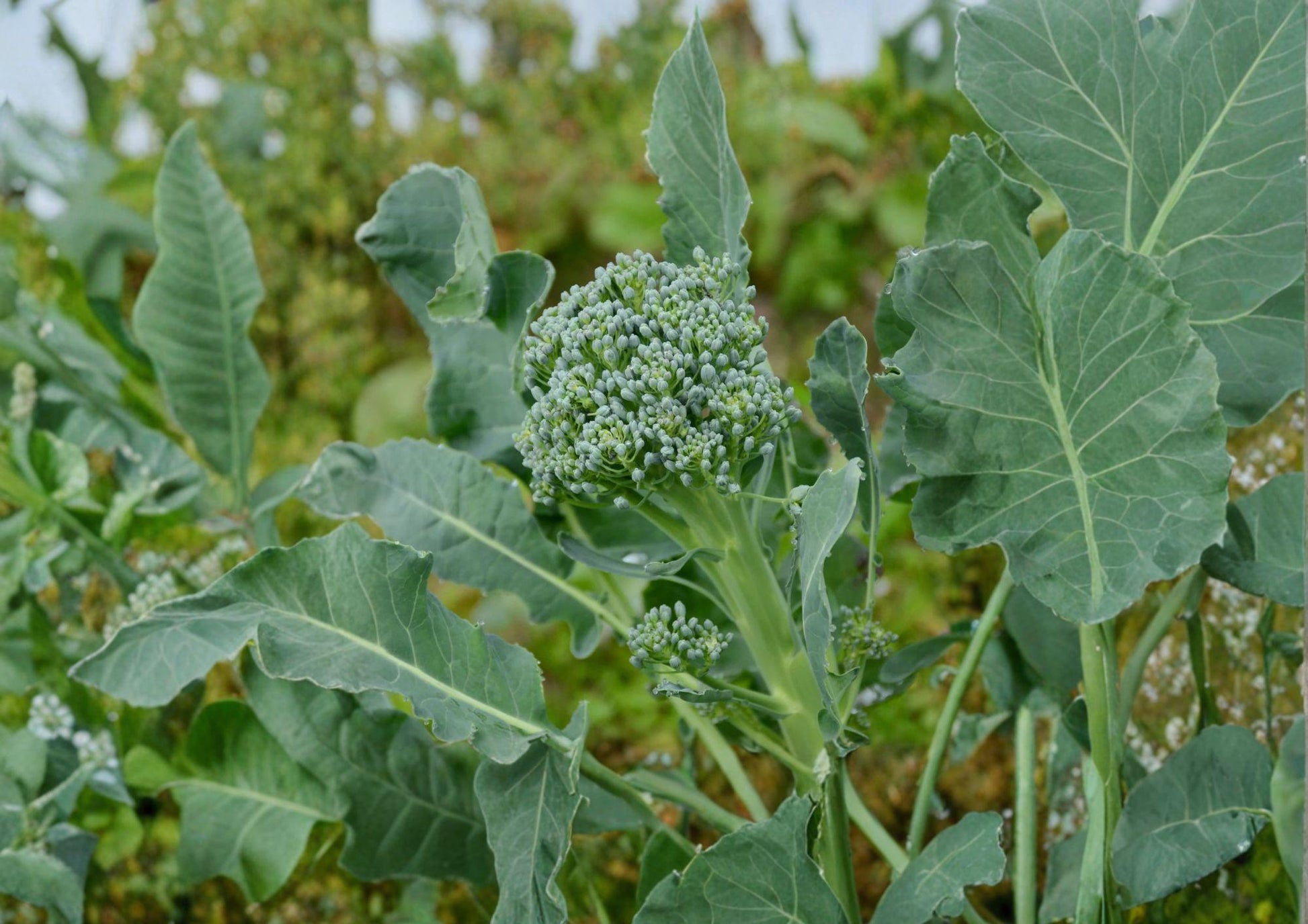 Calabrese Broccoli Seeds - 500 Seeds - Italian Heirloom Green Sprouting - Easy to Grow, Brassica oleracea