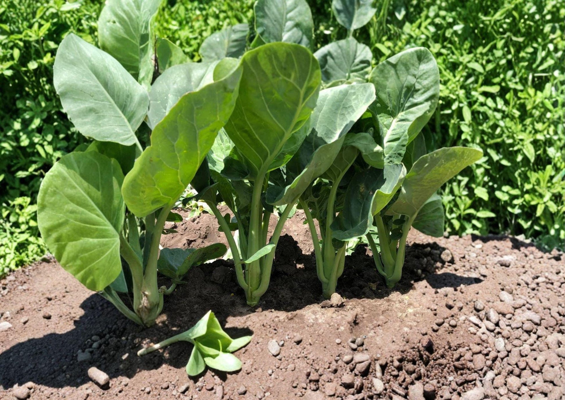 Kailaan Seeds 300 Open Pollinated Chinese Broccoli Gai Lan Brassica oleracea - Bloom Haven Nursery