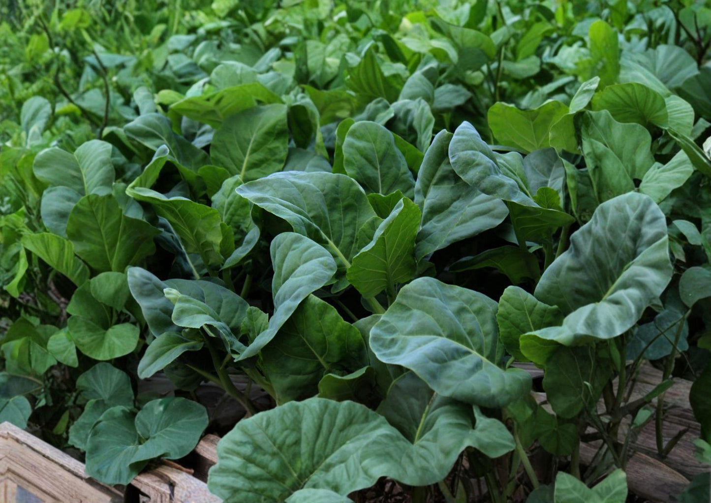 Chinese Broccoli Seeds - 300 Count Wan Shen Kailan, Tender Stems (Brassica oleracea var. alboglabra) - New Harvest Quality