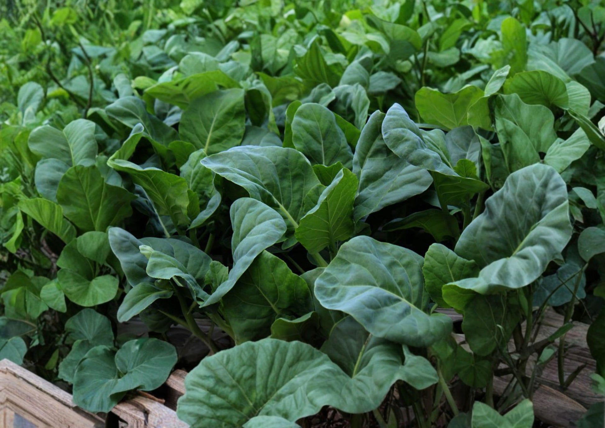 Chinese Broccoli Seeds - 300 Count Wan Shen Kailan, Tender Stems (Brassica oleracea var. alboglabra) - New Harvest Quality