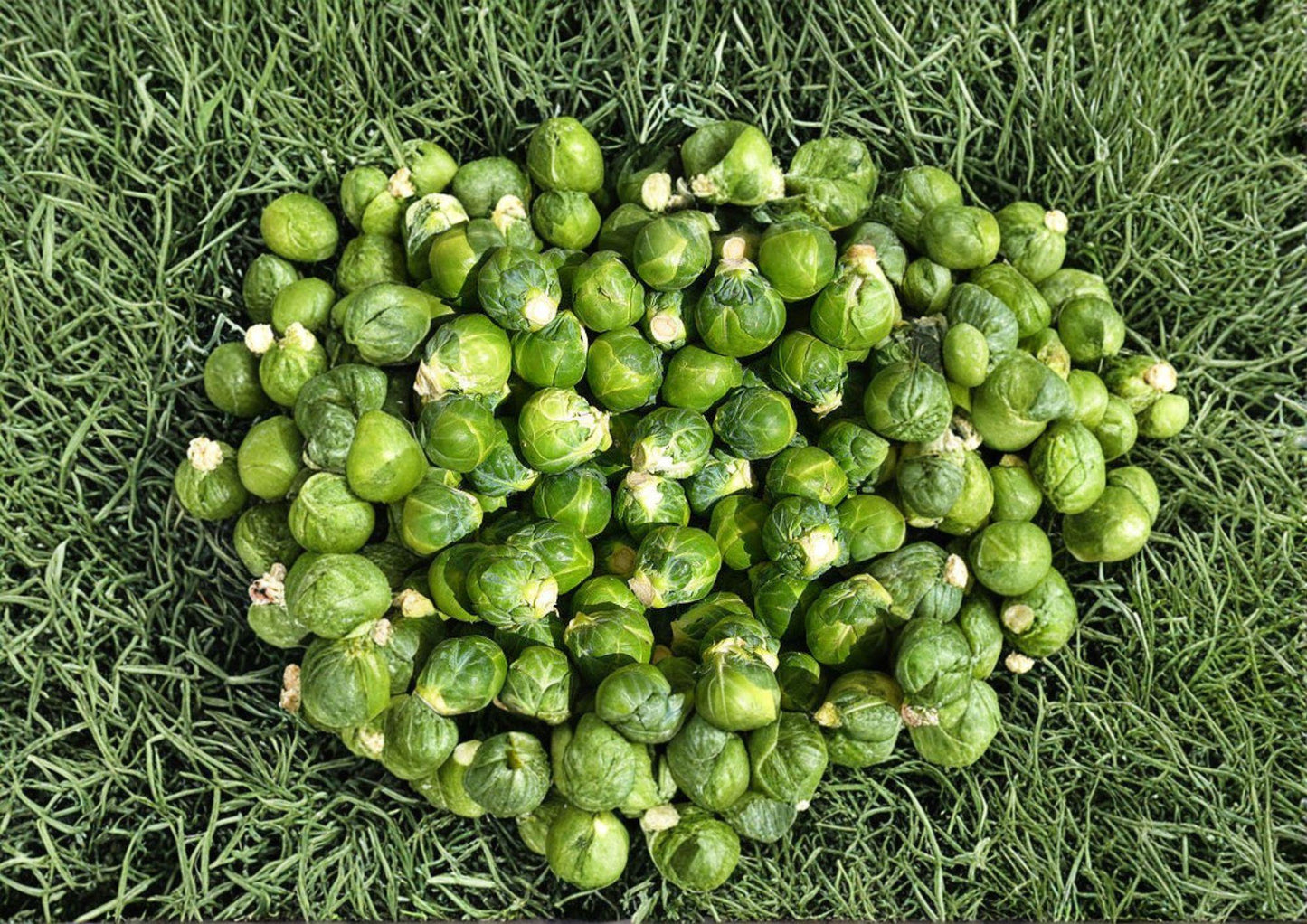 Brussels Sprouts Seeds - 500 Heirloom Seeds - Long Island Improved - Fast-Growing Vegetable Seeds - Brassica oleracea