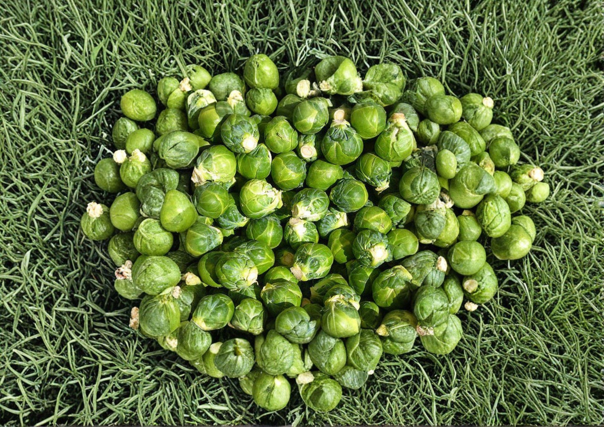 Brussels Sprouts Seeds - 500 Heirloom Seeds - Long Island Improved - Fast-Growing Vegetable Seeds - Brassica oleracea