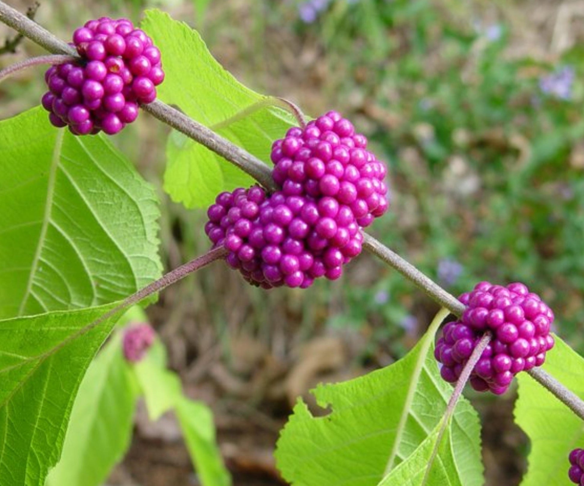 American Beautyberry Live Plant - 1-2 Ft Purple Berry Shrub - Callicarpa americana - Ornamental Deciduous Shrub
