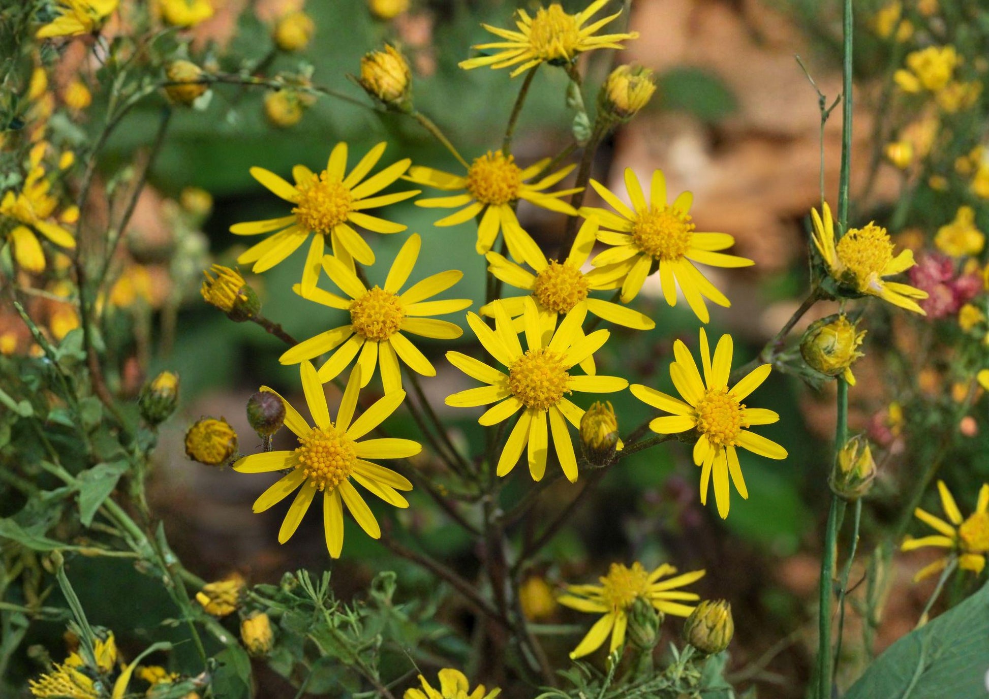 Golden Ragwort Seeds - Packera Aurea - Yellow Spring Blooms - Woodland Garden Perennial - Non-GMO