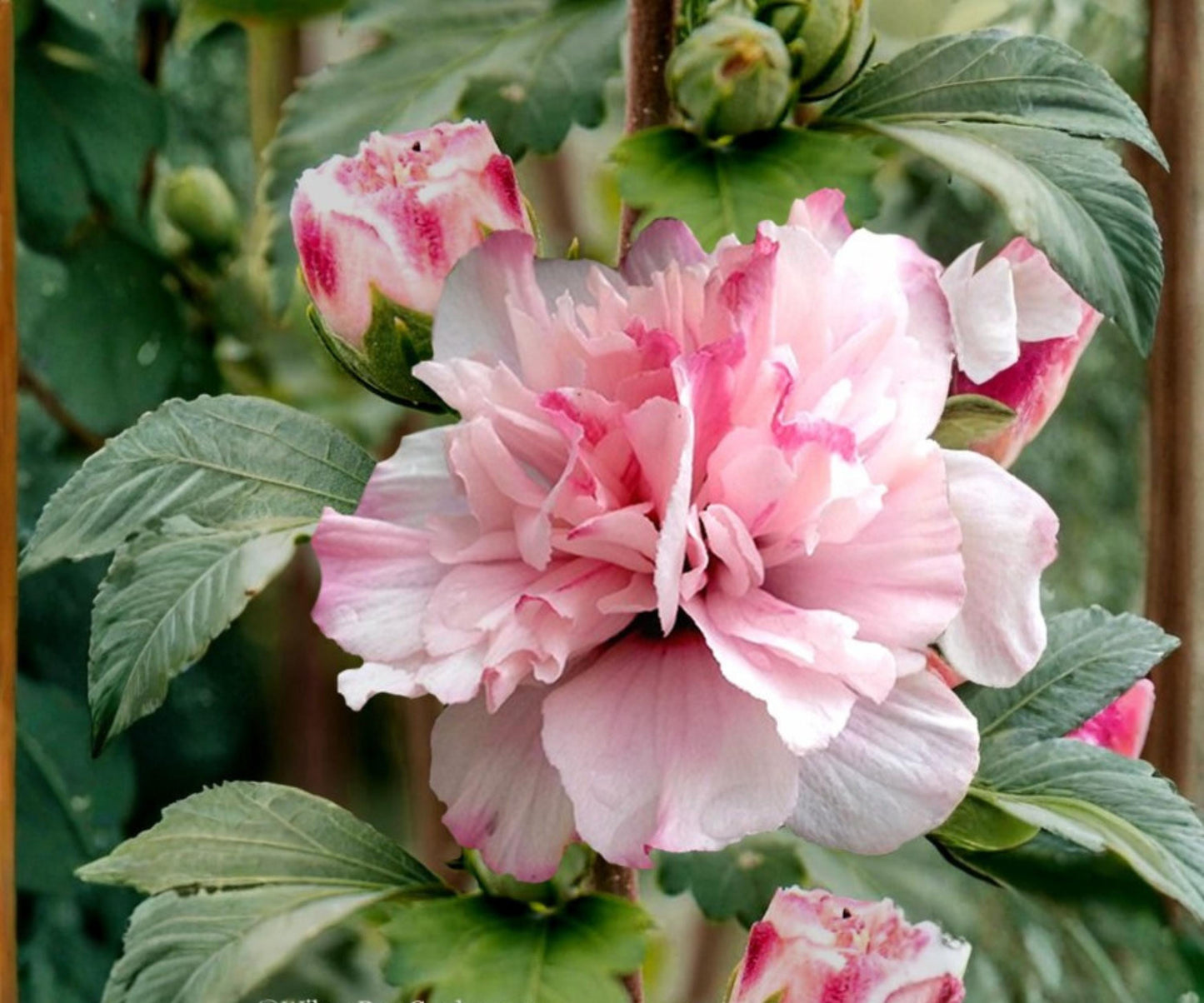 Double Pink Rose of Sharon Live Plant 1/2-1 Ft Hibiscus syriacus Althea Shrub Deciduous Flowering Ornamental Shrub