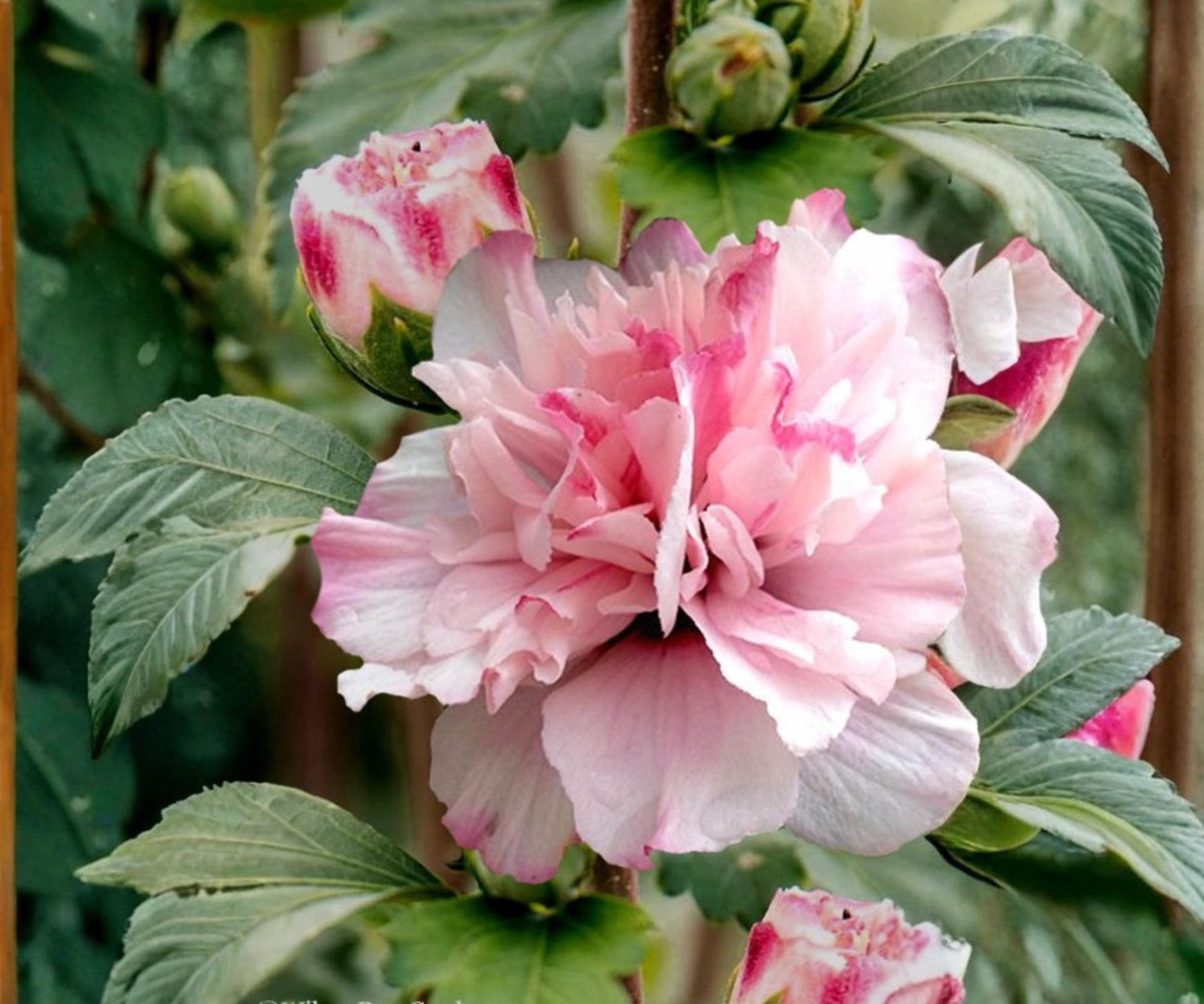 Double Pink Rose of Sharon Live Plant 1/2-1 Ft Hibiscus syriacus Althea Shrub Deciduous Flowering Ornamental Shrub
