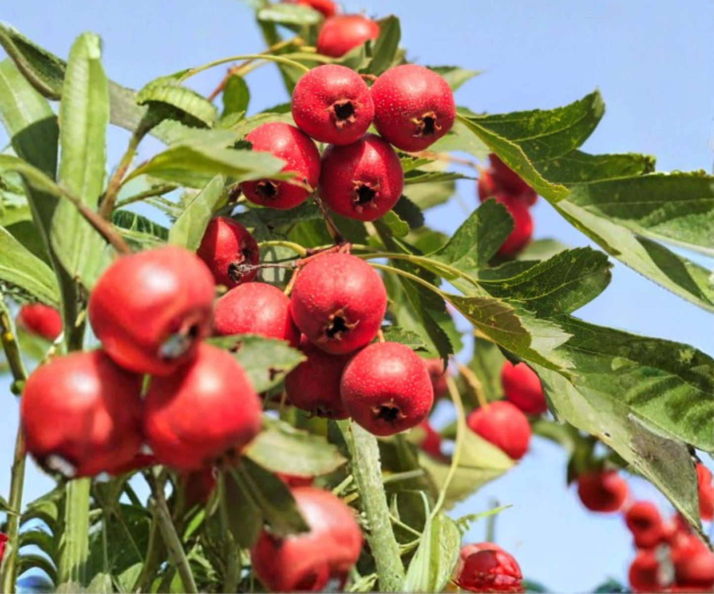 Mayhaw Fruit Tree Seedlings - 2 Live 6" Plants Crataegus aestivalis Red Hawthorn Trees for Edible Landscaping