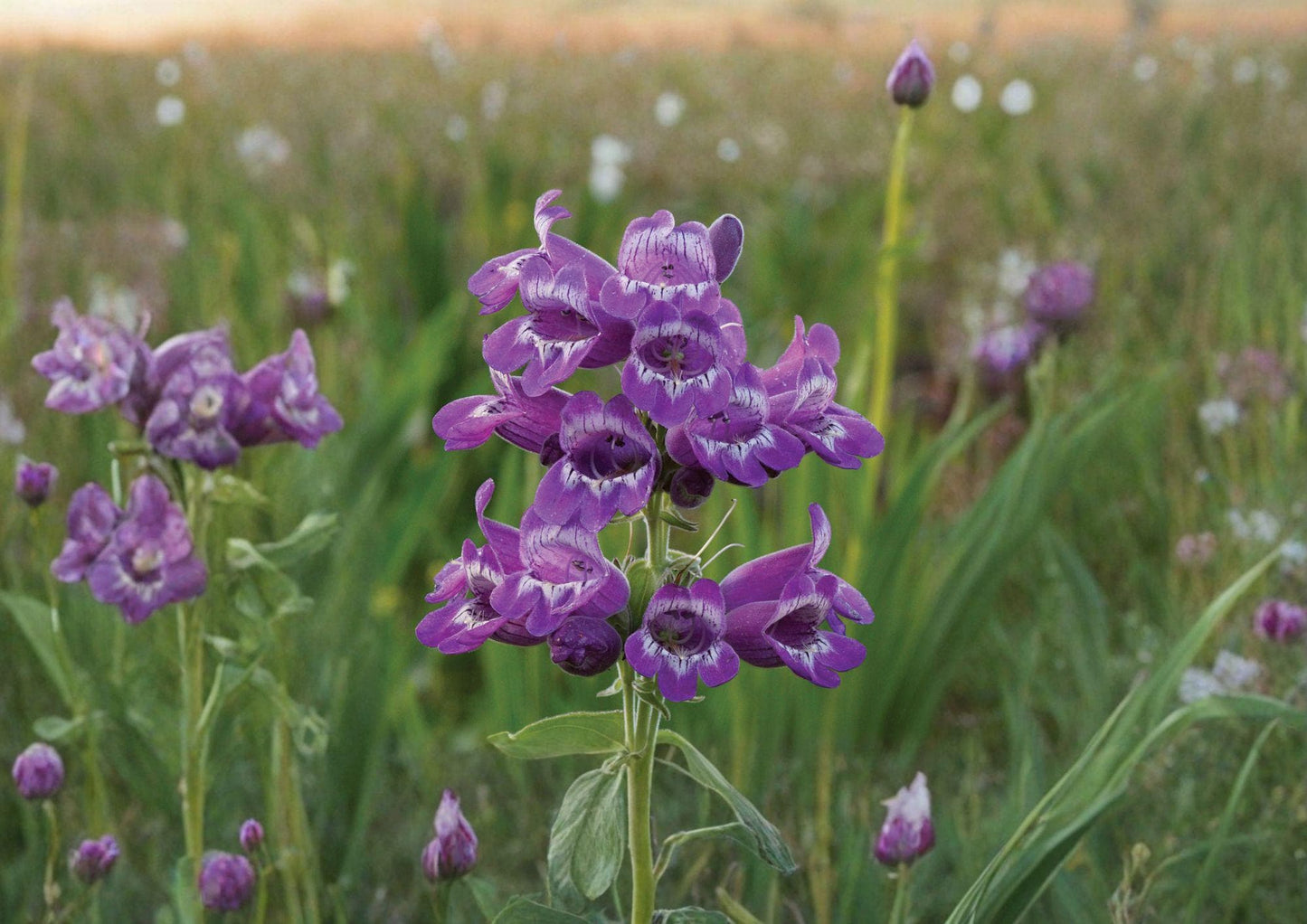 Showy Beardtongue Seeds - Lavender Pink Native Perennial Flowers - Penstemon spp. - 40 Seeds