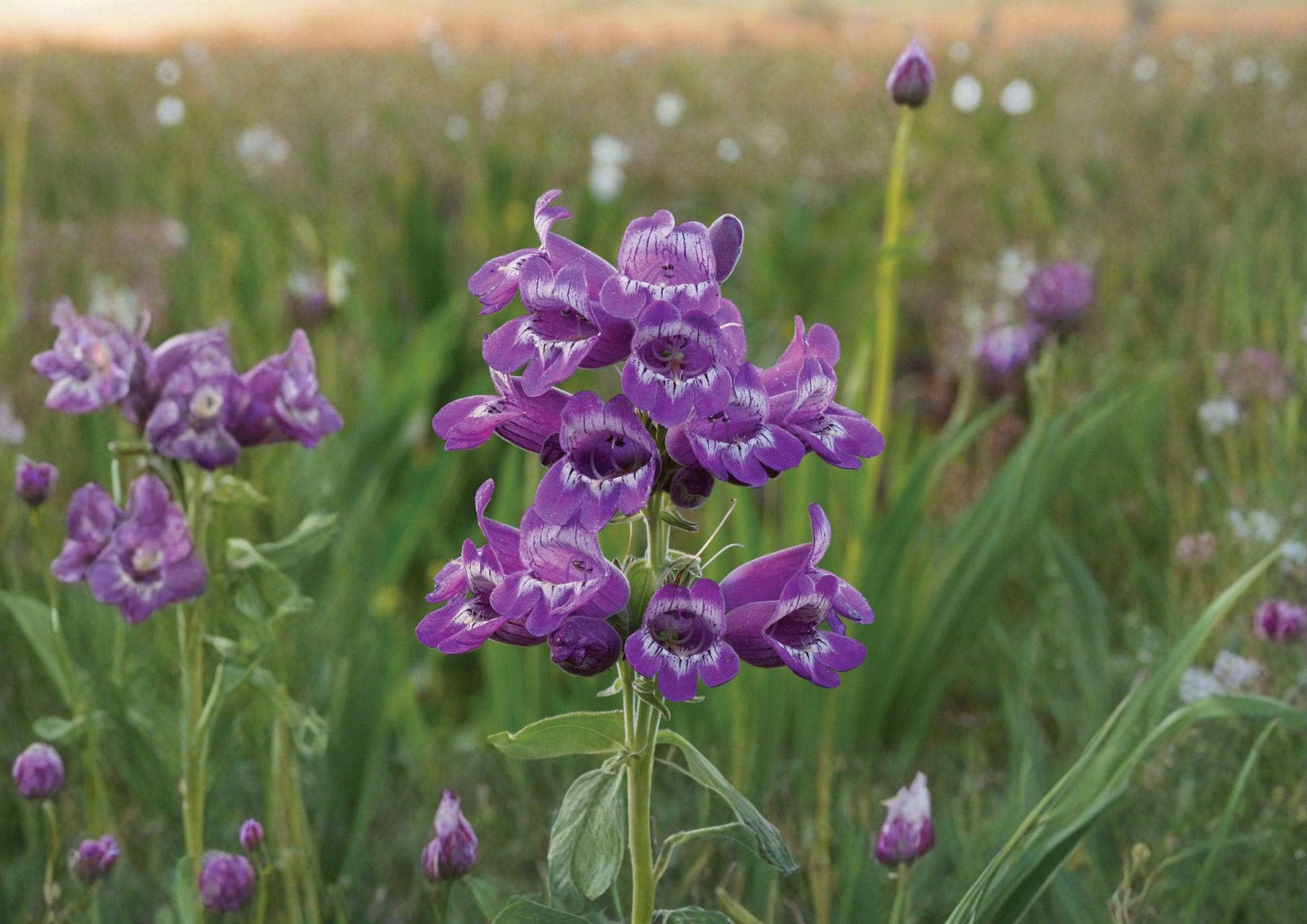 Showy Beardtongue Seeds - Lavender Pink Native Perennial Flowers - Penstemon spp. - 40 Seeds