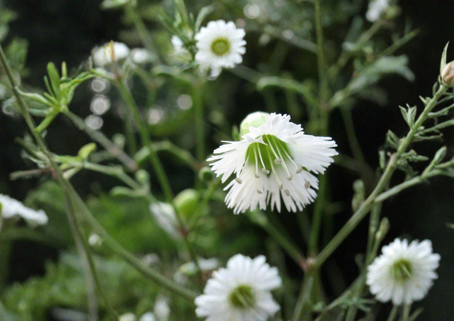 Silene Stellata Seeds - Starry Campion Woodland Perennial, Fragrant White Flowers - Bloom Haven Nursery