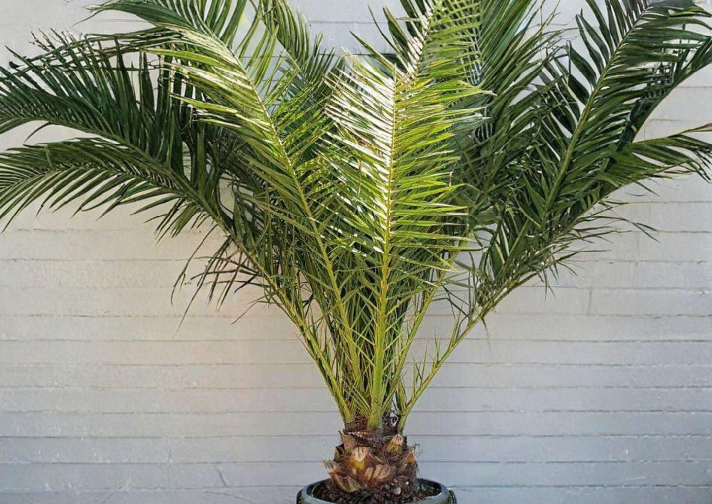 Phoenix Canariensis Seeds - 10 Fresh Canary Date Palm Seeds - Tropical Ornamental Tree
