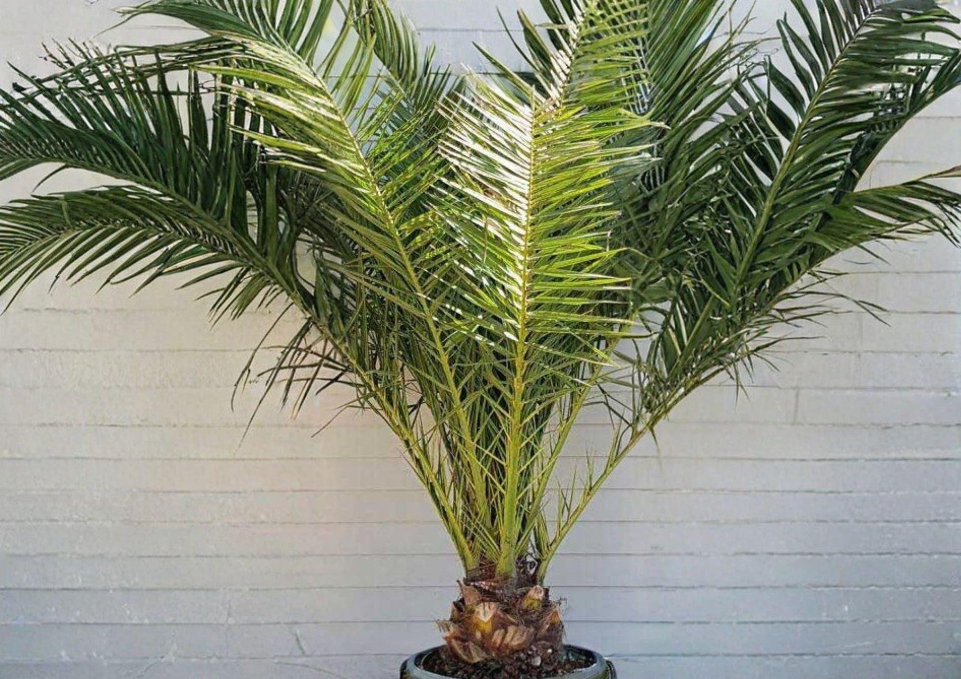 Phoenix Canariensis Seeds - 10 Fresh Canary Date Palm Seeds - Tropical Ornamental Tree