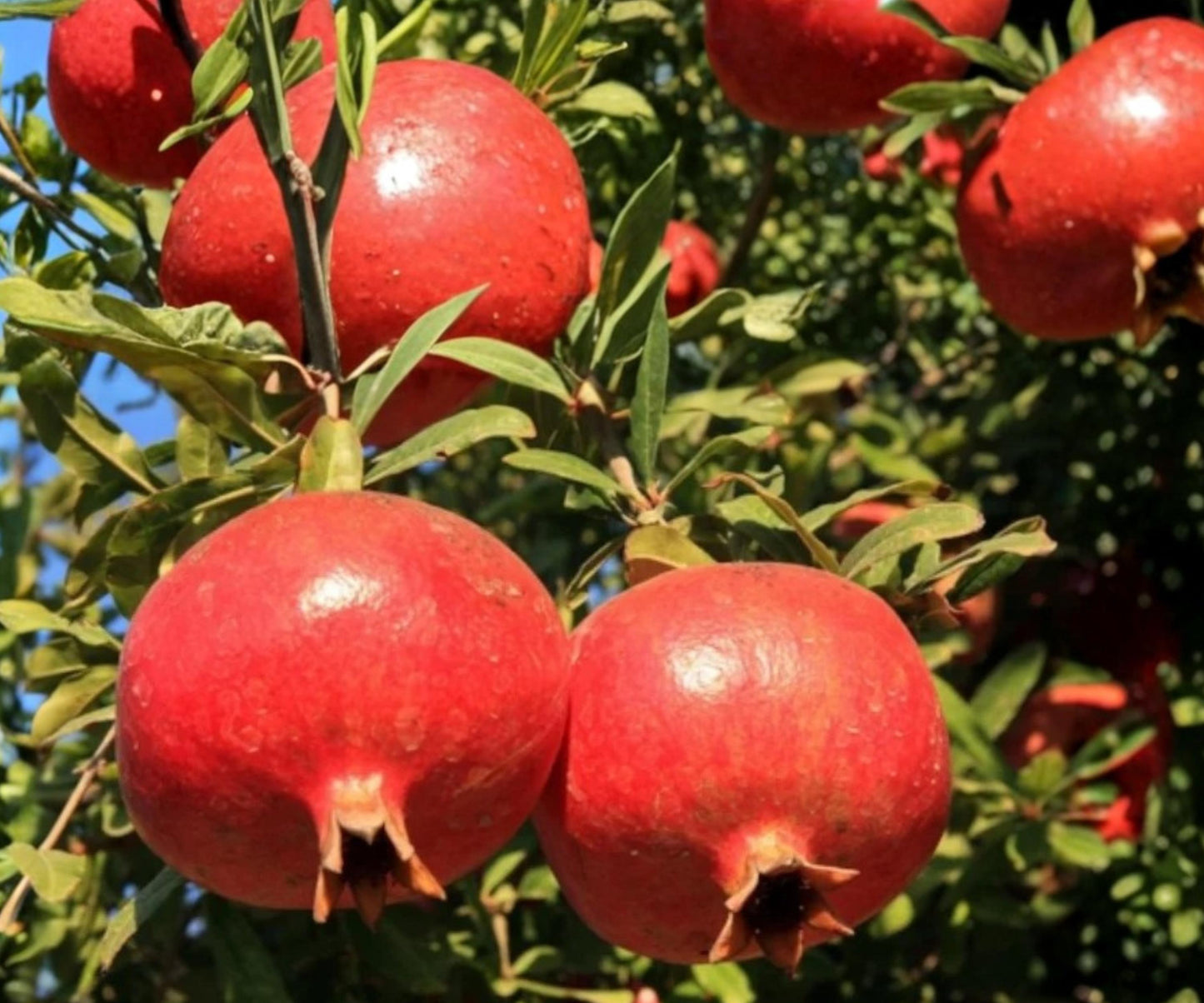 Pomegranate Fruit Tree Seedling 1 ft Wonderful Punica granatum Edible Ornamental Deciduous Tree with Red Fruit and Orange Flowers