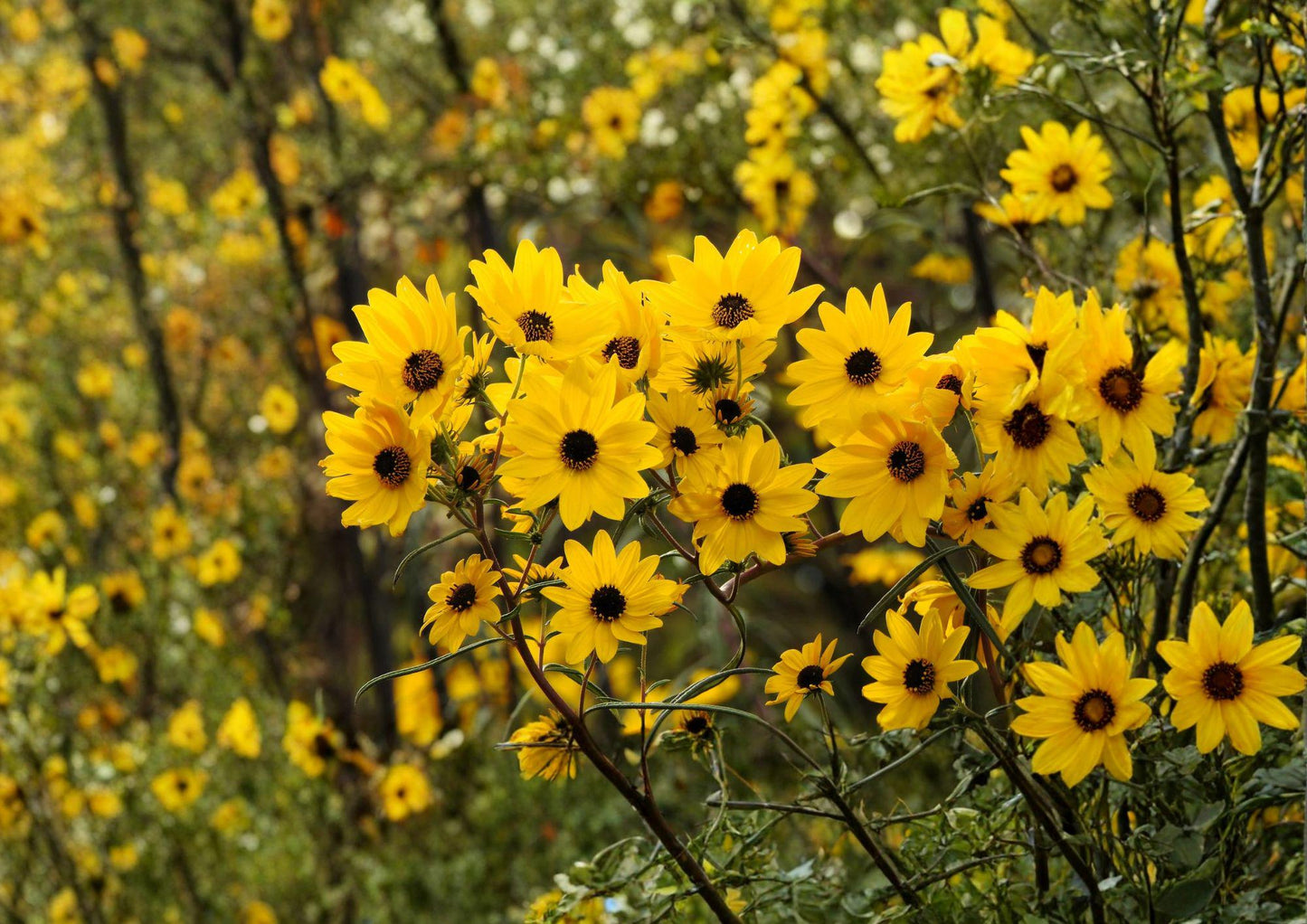 Swamp Sunflower Seeds - Tall Native Perennial - Bright Yellow Fall Blooms - Helianthus angustifolius - Fresh Stock