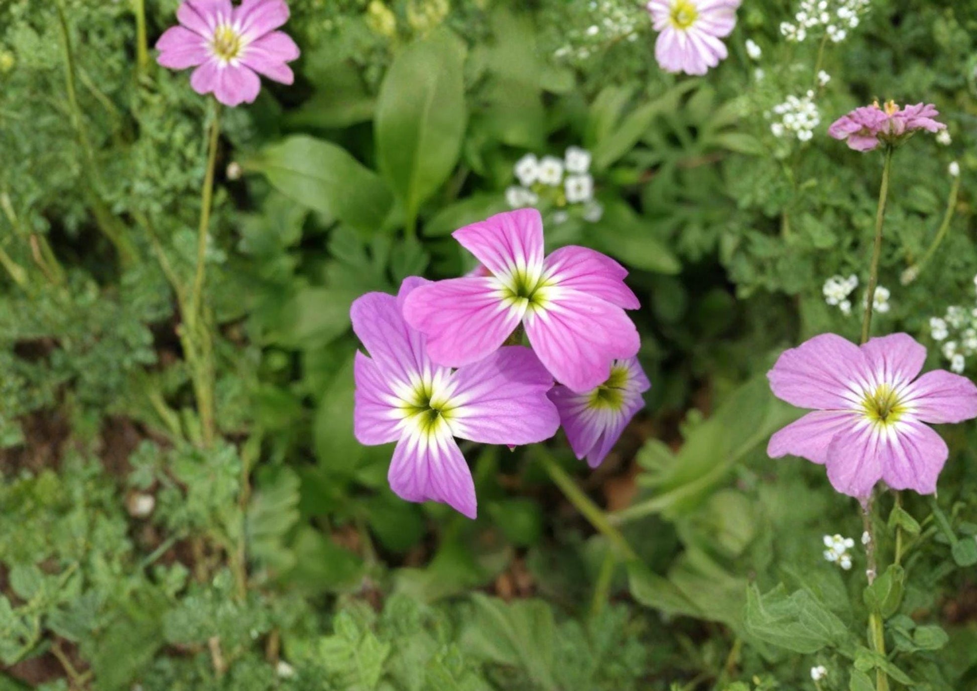 Virginia Stock Seeds - Fast Growing Fragrant Pink Purple Annual Flower - Matthiola incana