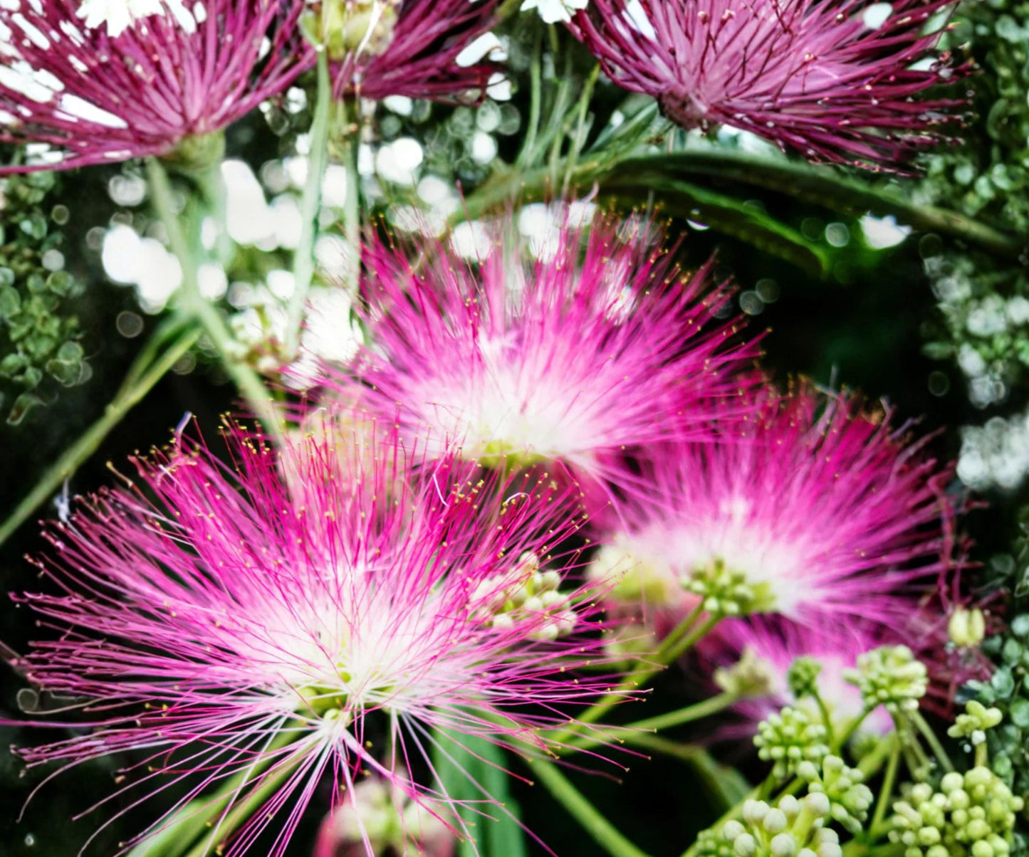 Silk Mimosa Live Plants - 2 Pack 6" Albizia julibrissin Pink Powder Puff Tree - Butterfly Attracting Ornamental Tree