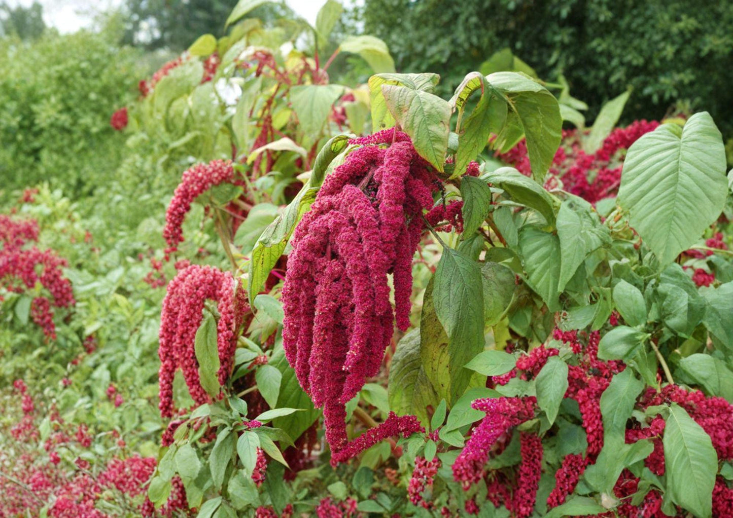 Love Lies Bleeding Seeds - 100 Count Dramatic Red Trailing Flower Tassels - Amaranthus caudatus