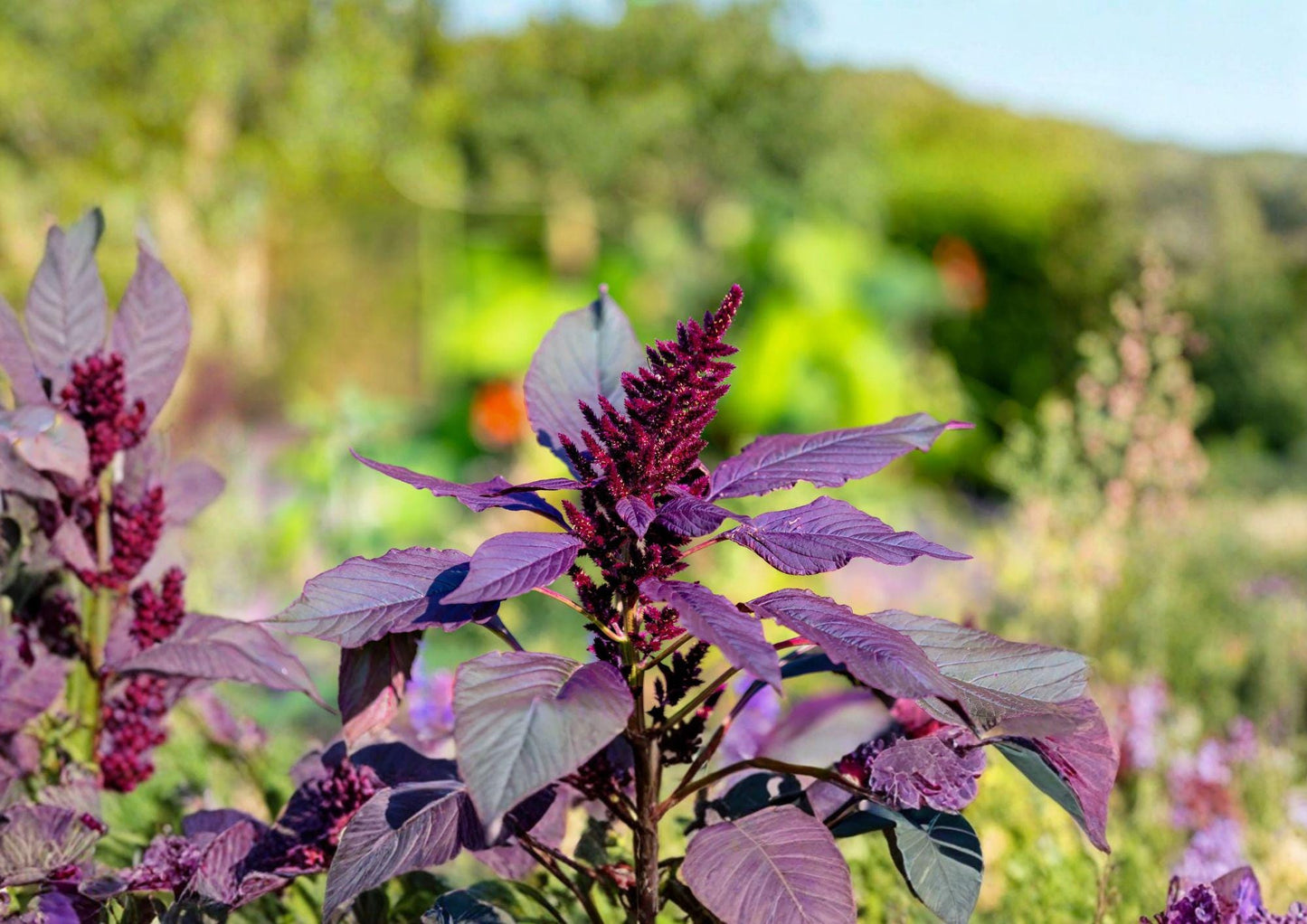 Red Garnet Amaranth Seeds - Ornamental Annual for Vibrant Borders & Containers - Amaranthus cruentus