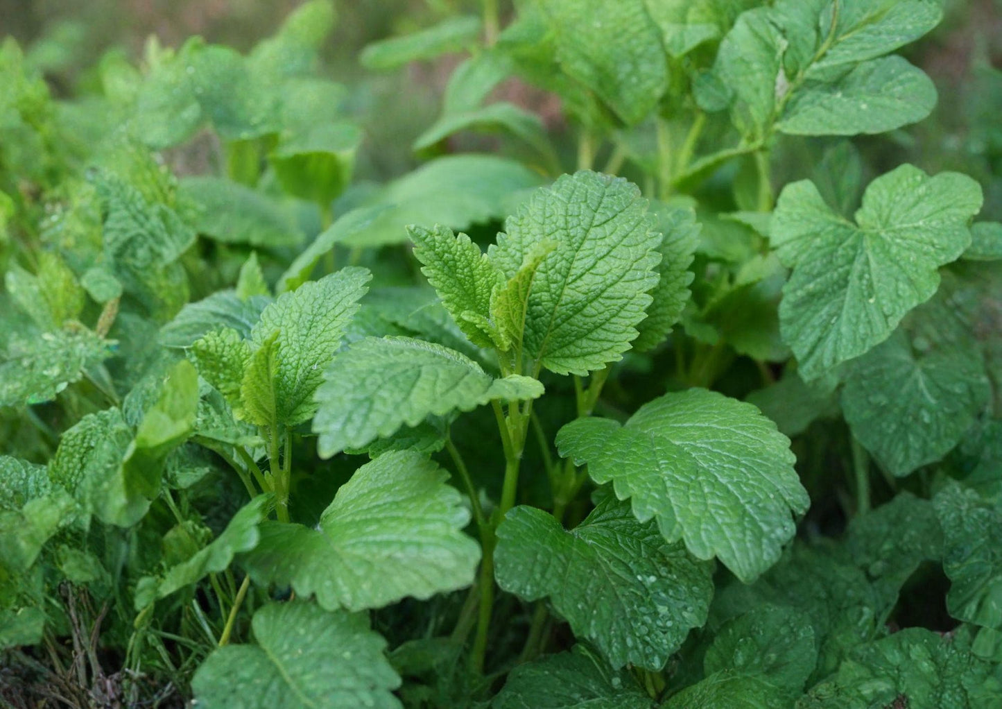 Lemon Balm Seeds - Culinary Herb for Tea Gardens & Containers - Fragrant, Easy to Grow - Melissa officinalis