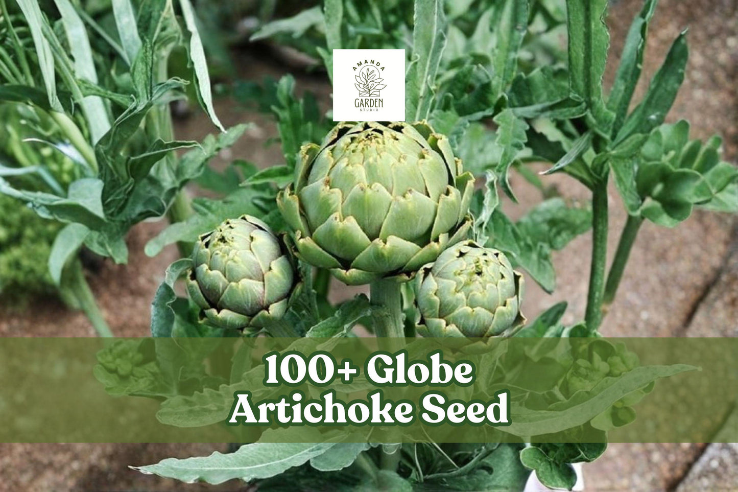 Globe Artichoke Seeds 100+ Pack - Cynara scolymus - Perennial Garden Vegetable for Home Growing