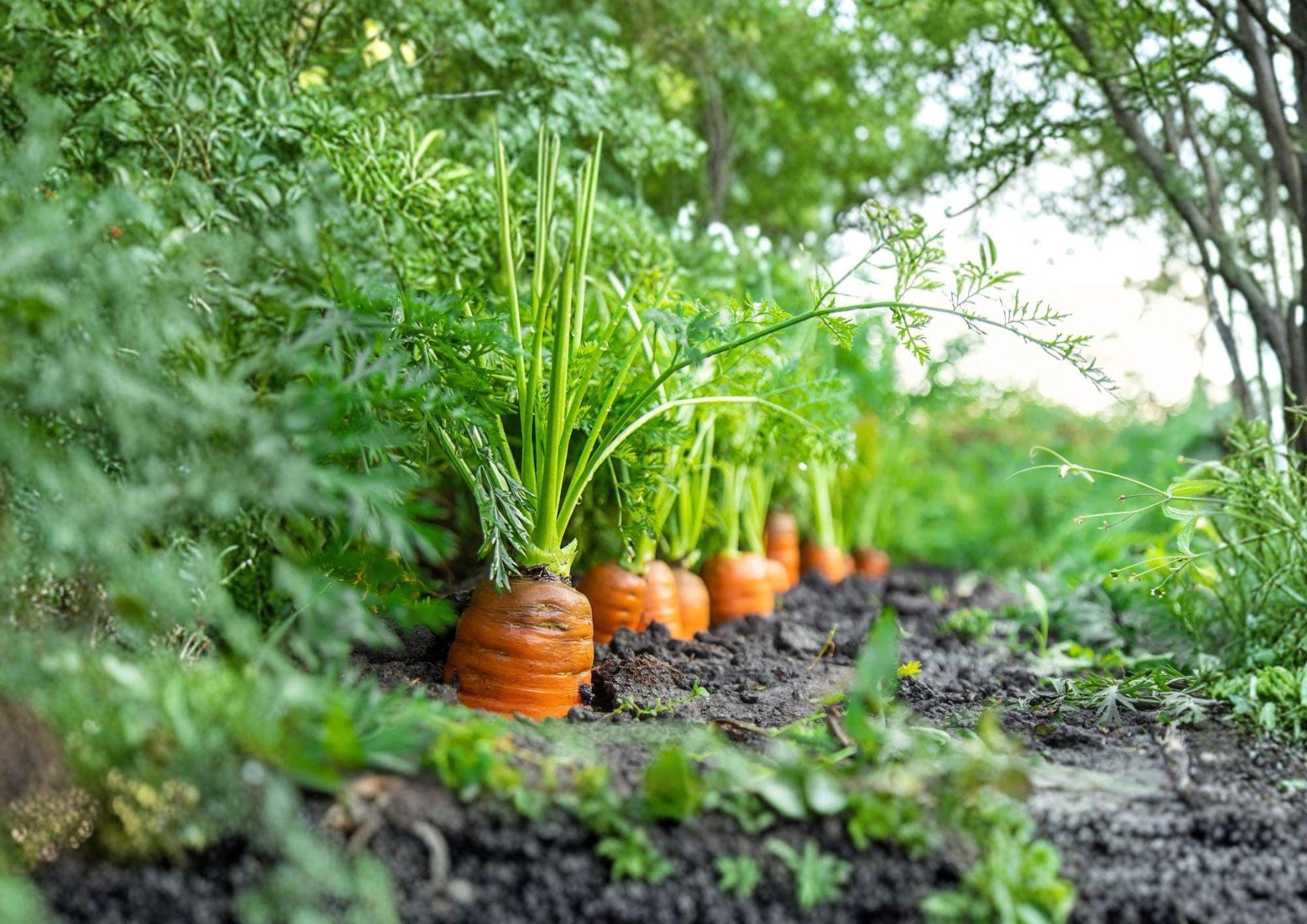 Chantenay Red Cored Carrot Seeds - Heirloom Vegetable Seeds, High Yield, 500 Seeds - Daucus carota