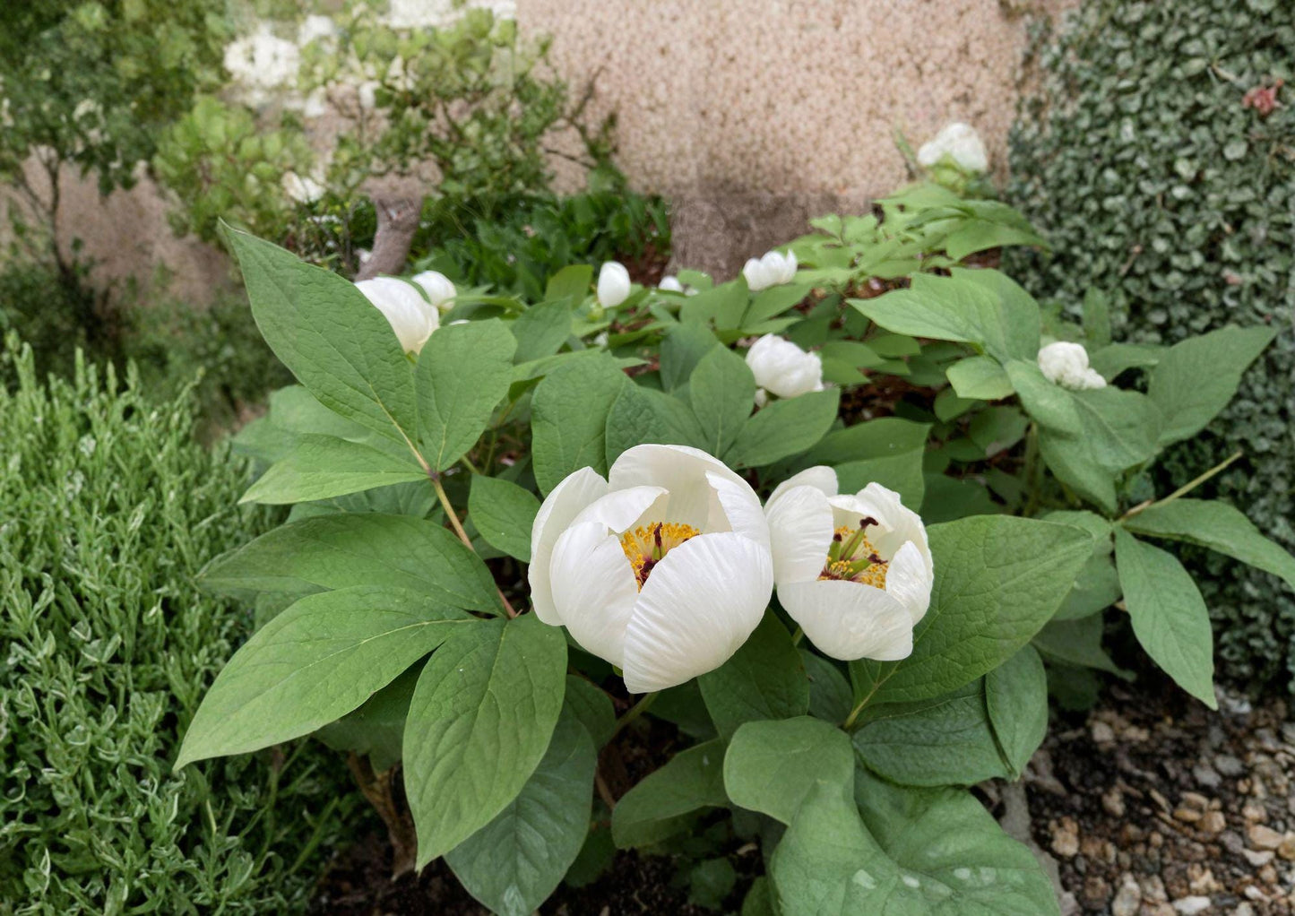 Paeonia Japonica Seeds - Rare Woodland Peony, White Spring Flowers (5 Seeds) - New Harvest Quality