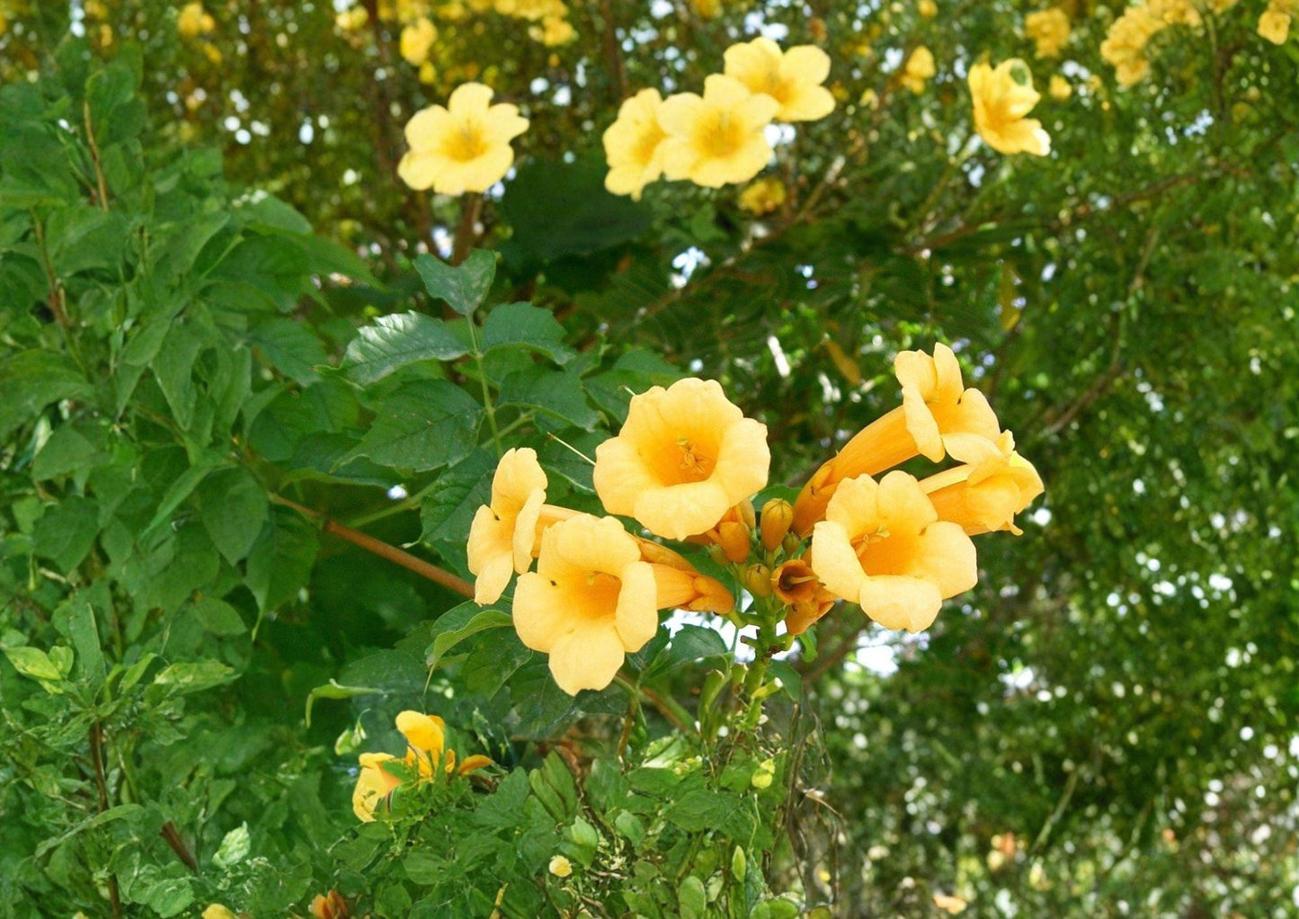 Yellow Trumpet Vine Seeds - Fast Growing Climbing Plant - Campsis radicans - Bright Yellow Summer Blooms