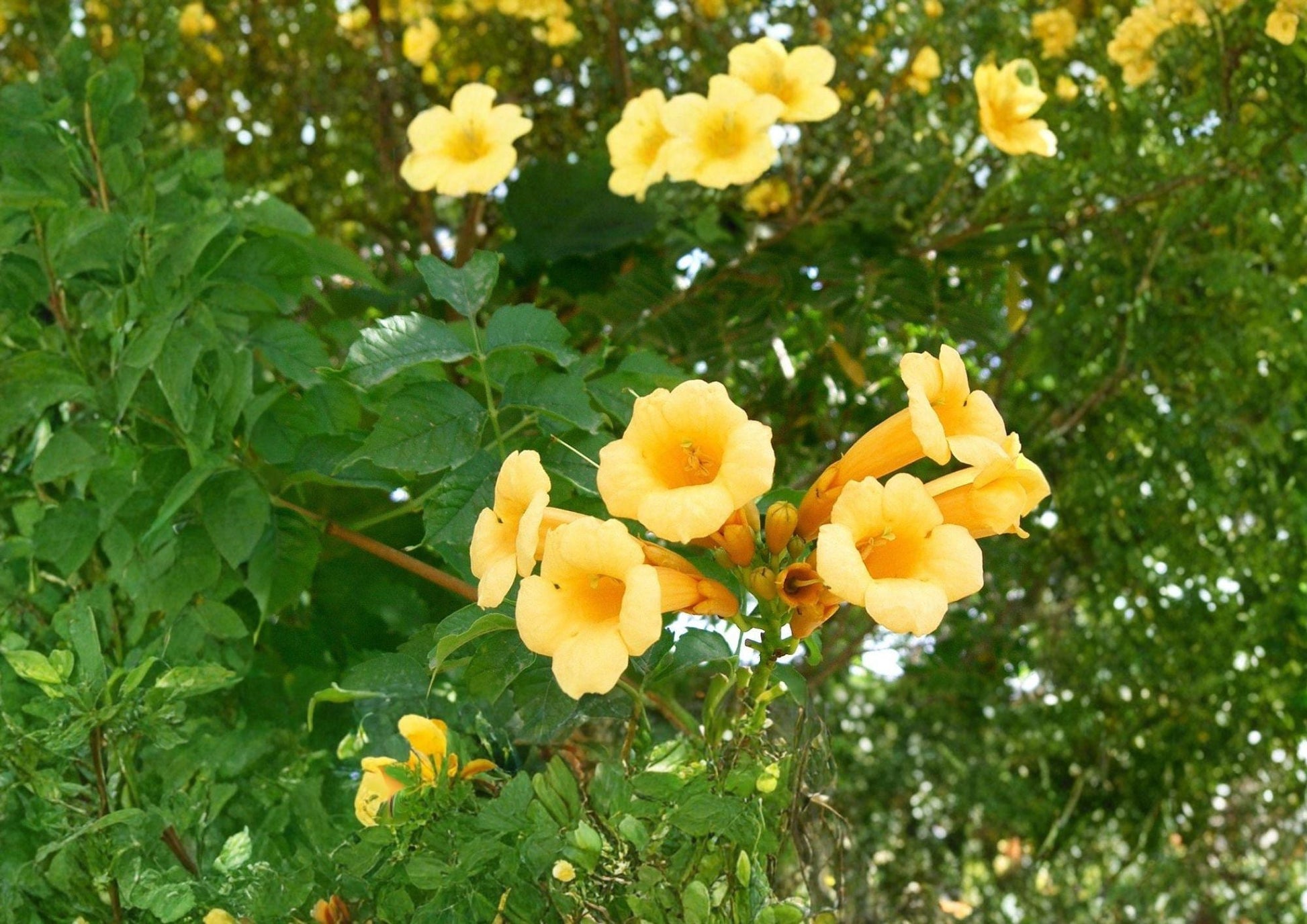 Yellow Trumpet Vine Seeds - Fast Growing Climbing Plant - Campsis radicans - Bright Yellow Summer Blooms