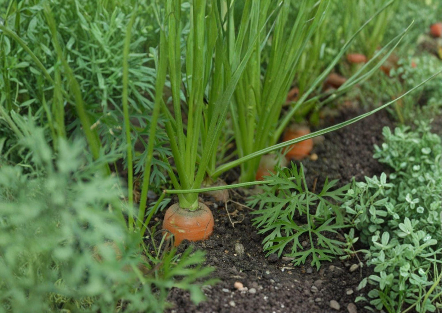 Tendersweet Carrot Seeds - 500 Heirloom Seeds, Long Sweet Orange Roots - Daucus carota