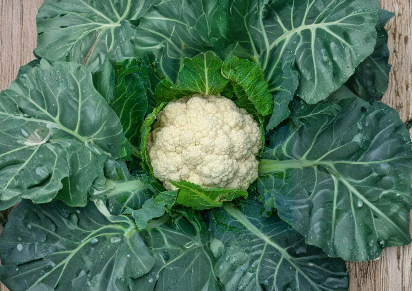 Snowball Y Improved Cauliflower Seeds - 250 Heirloom Seeds - Fast Growing (Brassica oleracea var. botrytis)