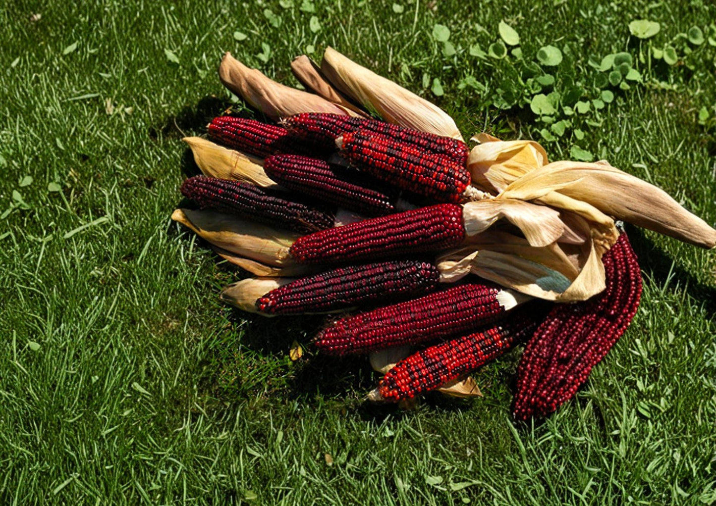 Bloody Butcher Corn Seeds - 50 Heirloom Red Field Corn - Zea mays - Non-GMO, Fast Growing, Organic Gardening