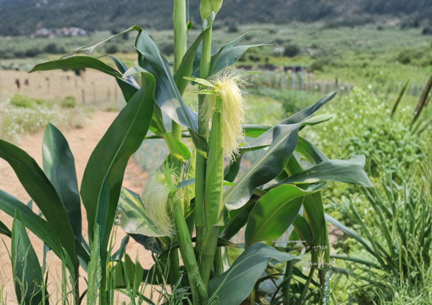 Japanese Hulless White Popcorn Seeds, 50 Heirloom Non-GMO Seeds, Baby Corn Variety, Zea mays everta