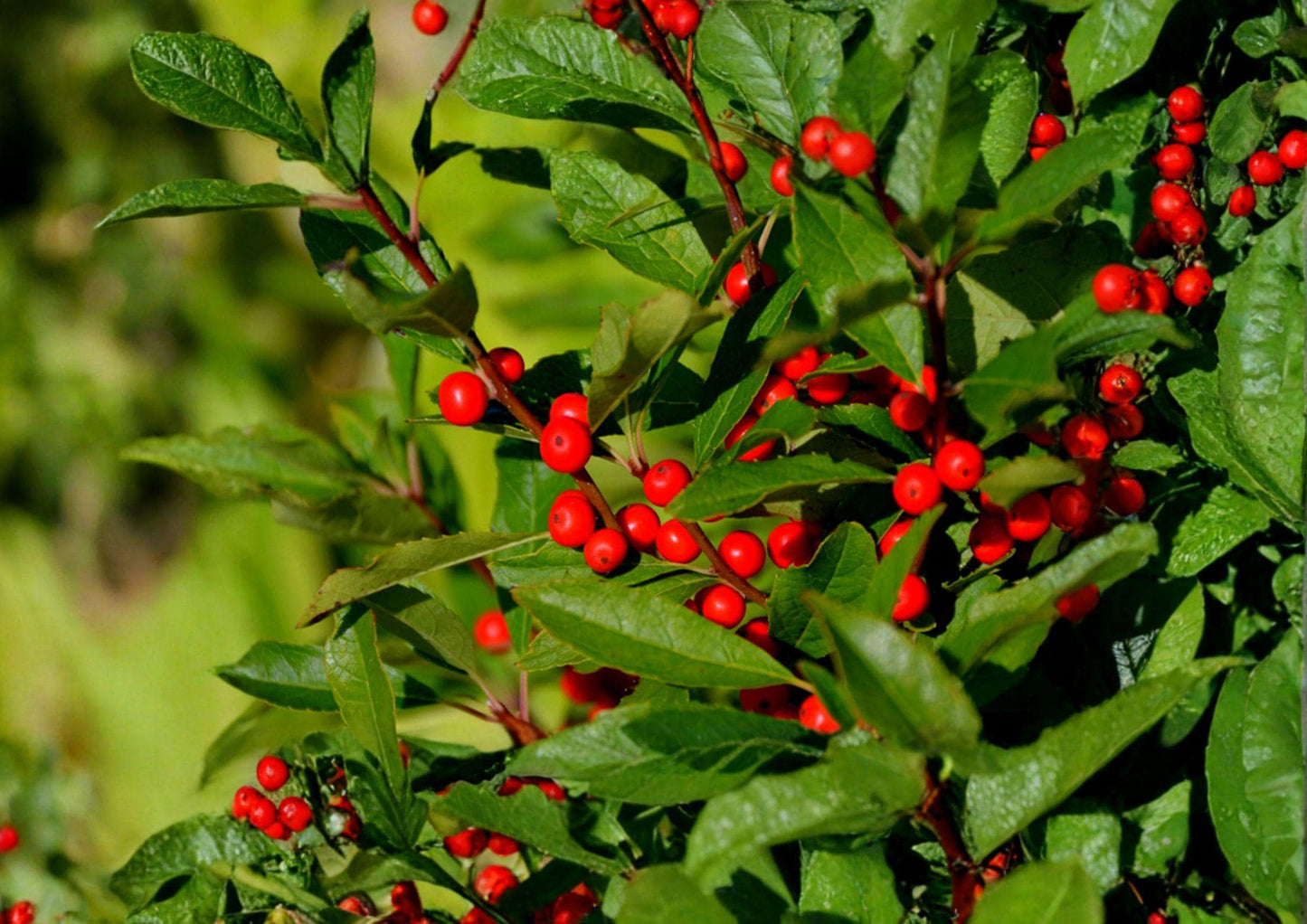 Winterberry Holly Seeds - Native Shrub with Brilliant Red Berries - Ilex verticillata - Ideal for Wildlife Gardens