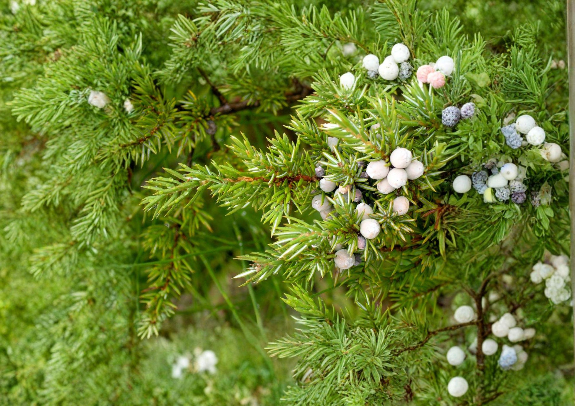 Common Juniper Seeds – Hardy Evergreen Shrub with Aromatic Berries – Juniperus communis