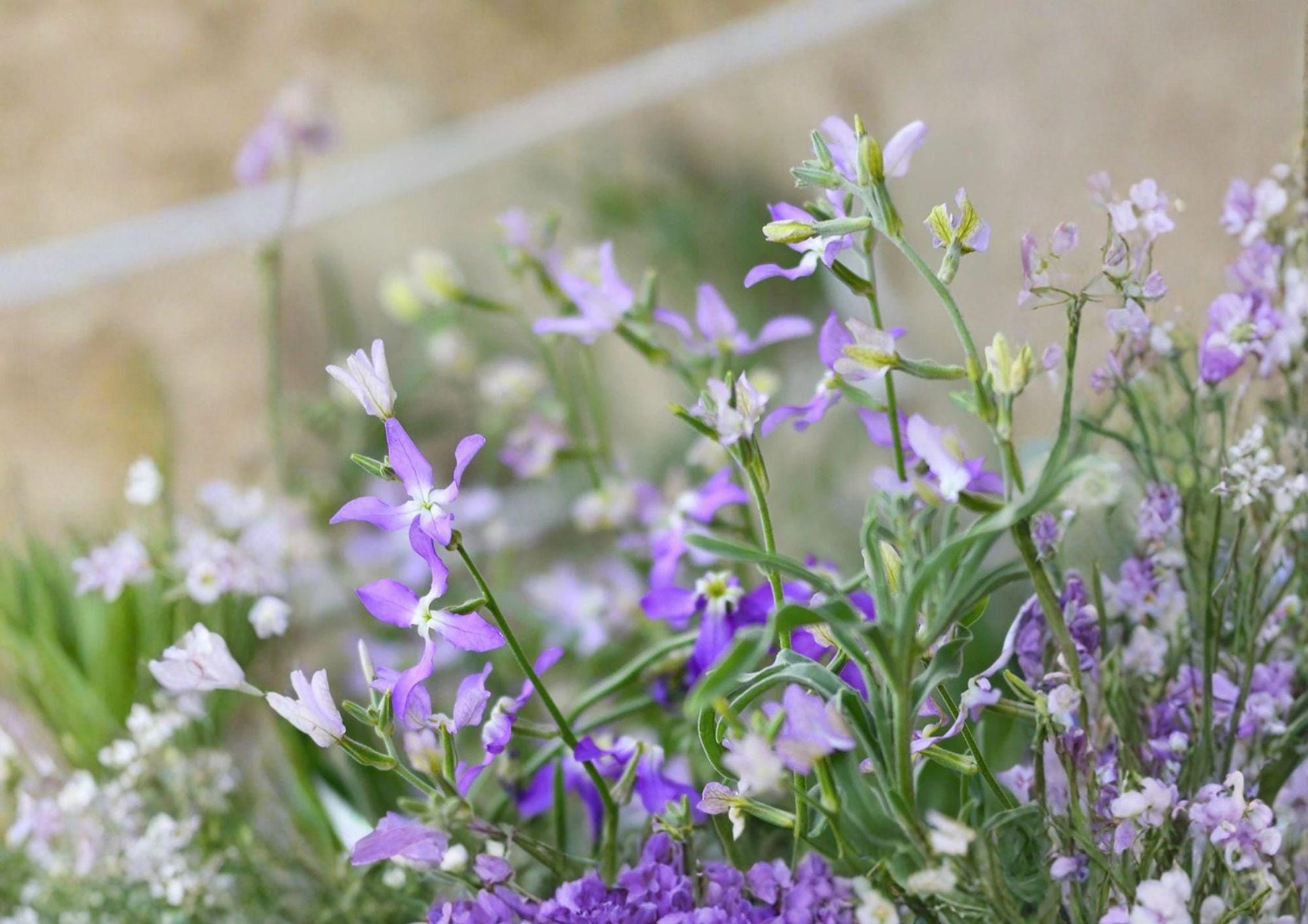 Evening Scented Stock Seeds - Fragrant Night Blooming Annual Flower - Matthiola longipetala - 100 Seeds