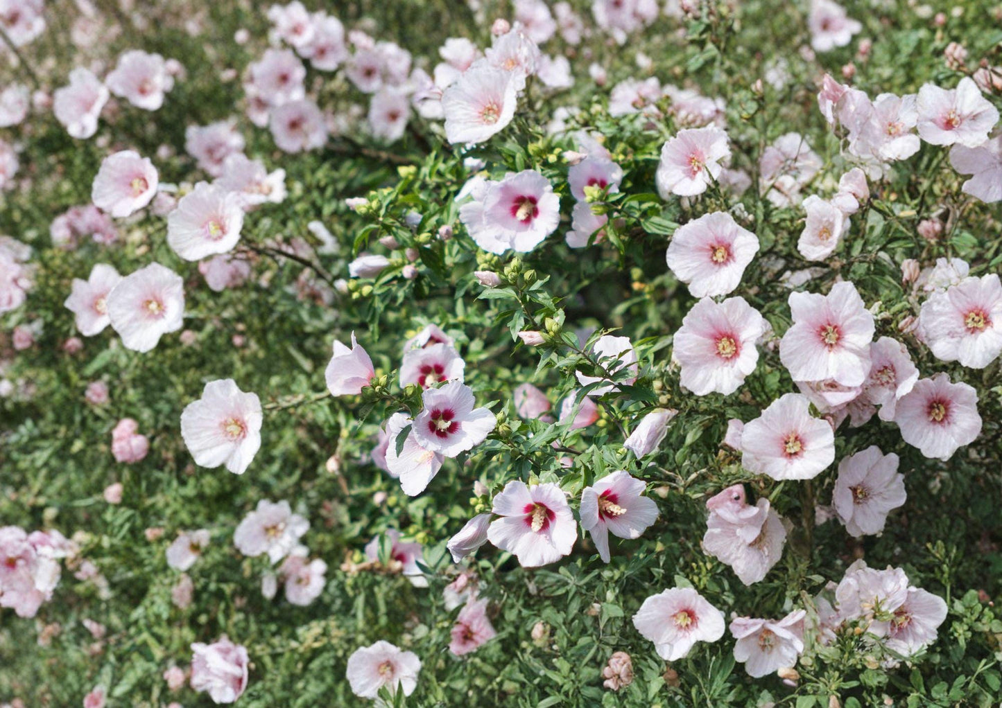 Rose of Sharon Seeds - Hardy Hibiscus Shrub, Large Blooms, Fast Growing - Hibiscus syriacus