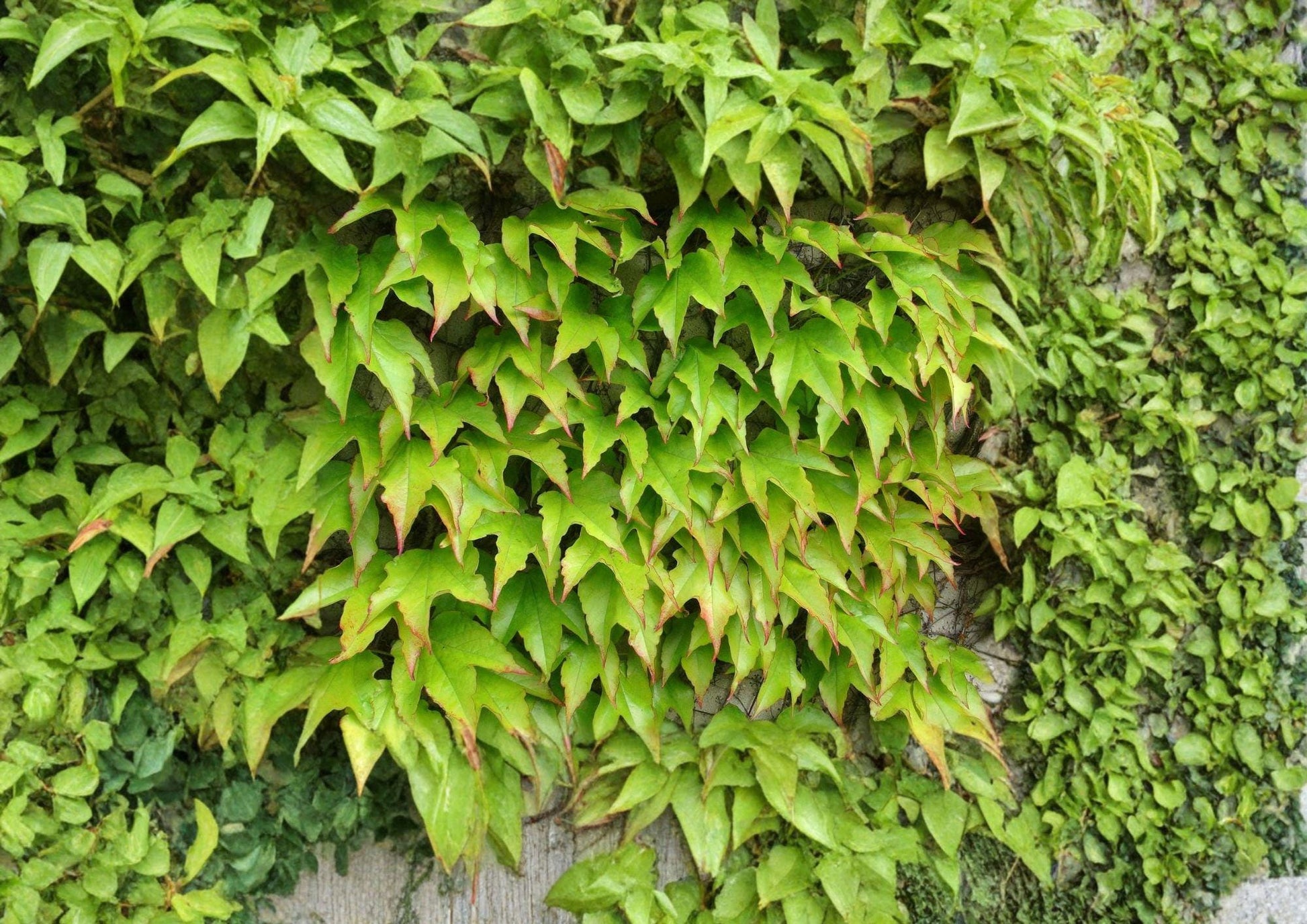 Boston Ivy Seeds - Fast Growing Climbing Vine, Brilliant Red Fall Foliage, Parthenocissus tricuspidata - Bloom Haven Nursery