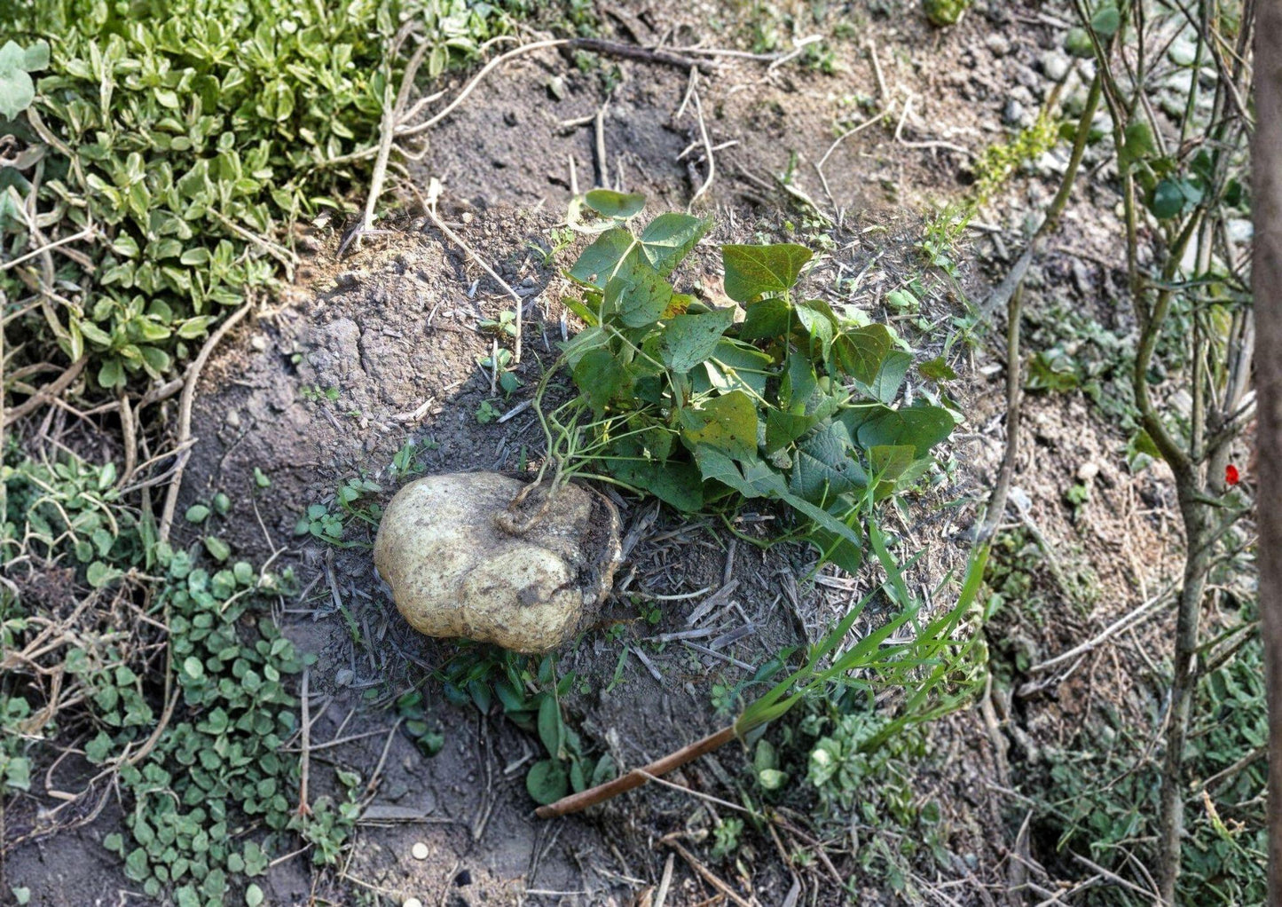 Jicama Seeds - 10 Pack - Crisp Sweet Root Vegetable - Climbing Vine - Pachyrhizus erosus - Bloom Haven Nursery