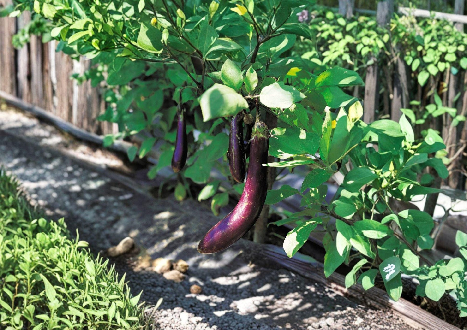 Long Purple Eggplant Seeds - Heirloom Slender Violet Vegetable - Solanum melongena - 100 Seeds