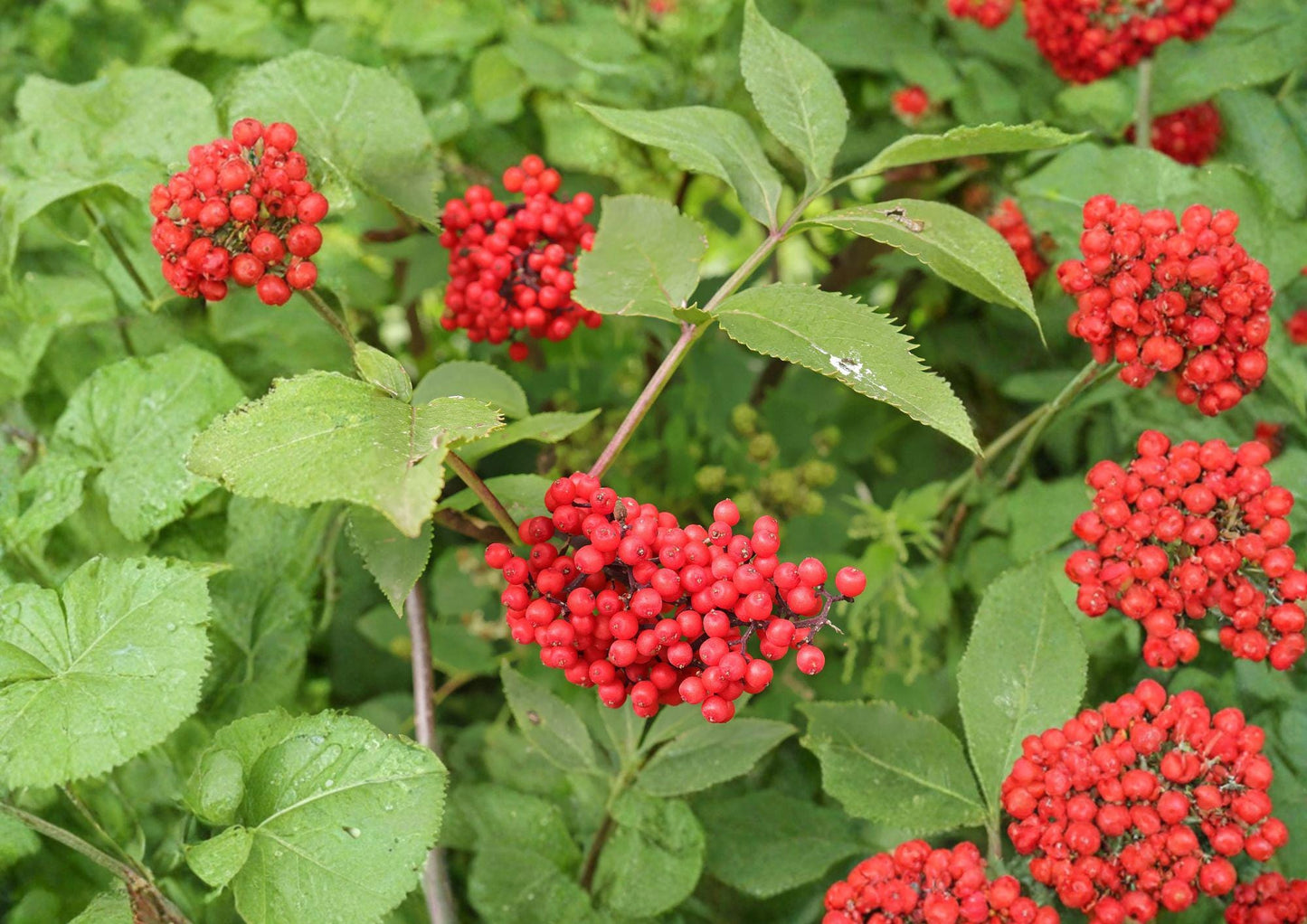 Red Elderberry Seeds - Hardy Shrub, White Flowers, Red Berries, Sambucus racemosa - Fresh Stock for Wildlife Garden