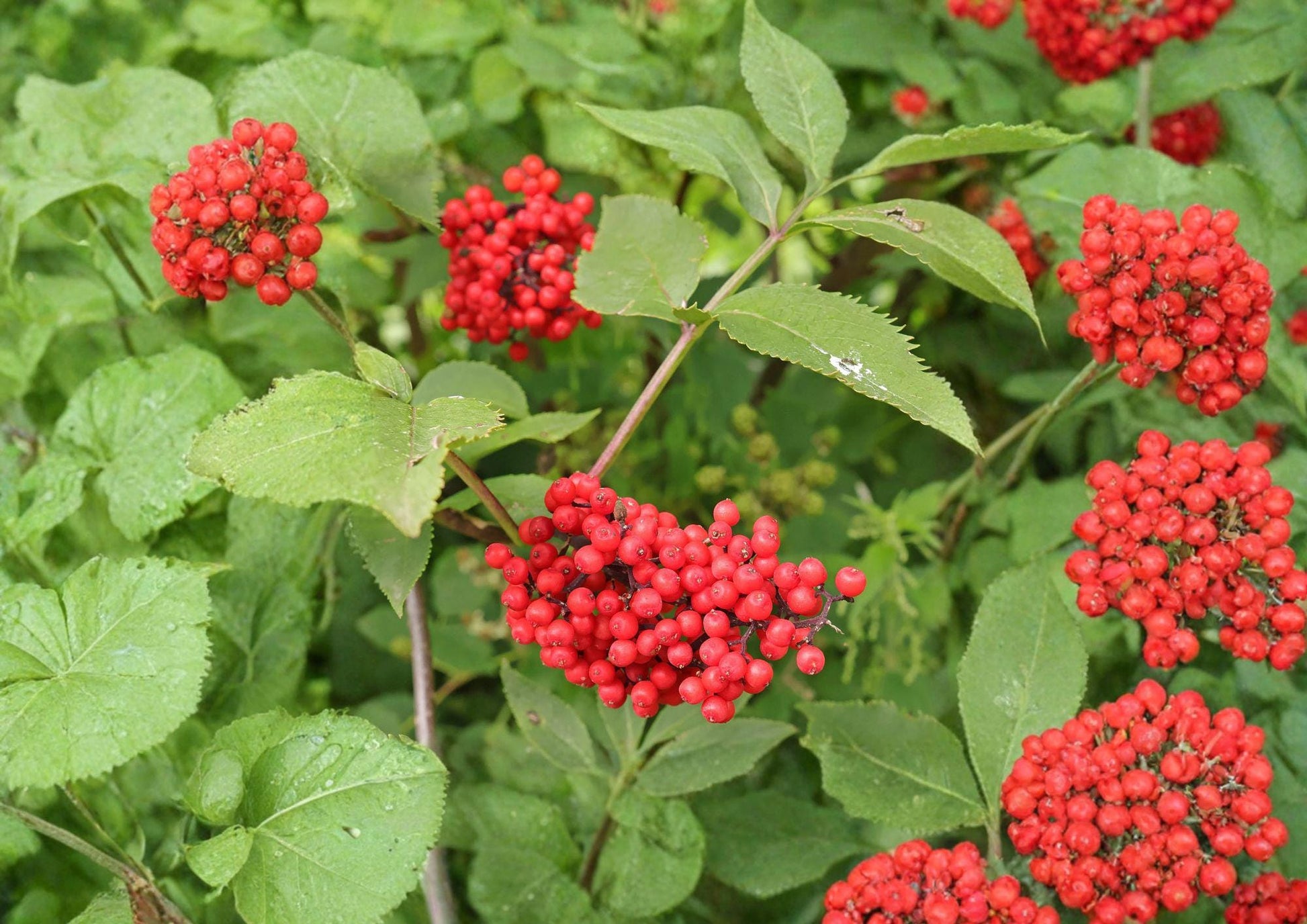 Red Elderberry Seeds - Hardy Shrub, White Flowers, Red Berries, Sambucus racemosa - Fresh Stock for Wildlife Garden