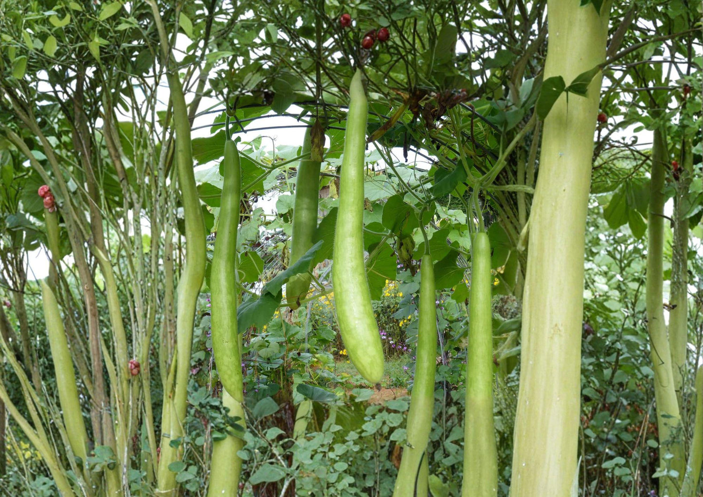 Cucuzzi Gourd Seeds - Italian Heirloom Climbing Vine - 10 Seeds - Lagenaria siceraria