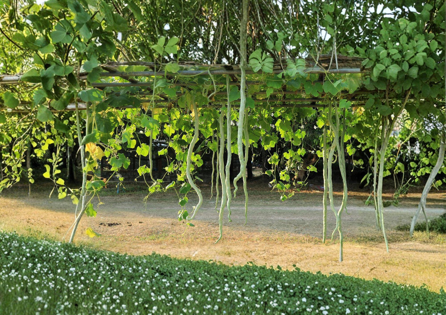 Snake Gourd Seeds - 10 Non-GMO Seeds for Climbing Vine, Exotic Vegetable - Lagenaria siceraria