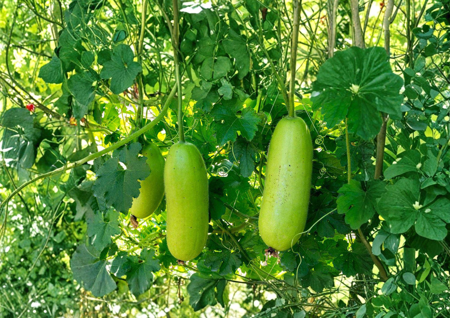 Wax Gourd Seeds - 10 Pack - Winter Melon Variety, Easy to Grow, Benincasa hispida