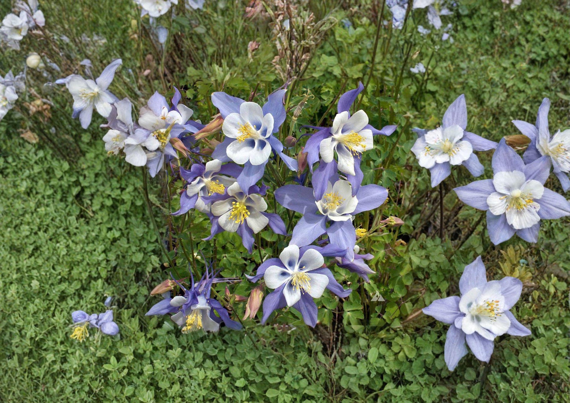 Rocky Mountain Columbine Seeds 100 Seeds Blue White Wildflower Aquilegia coerulea Native Perennial Pollinator Garden